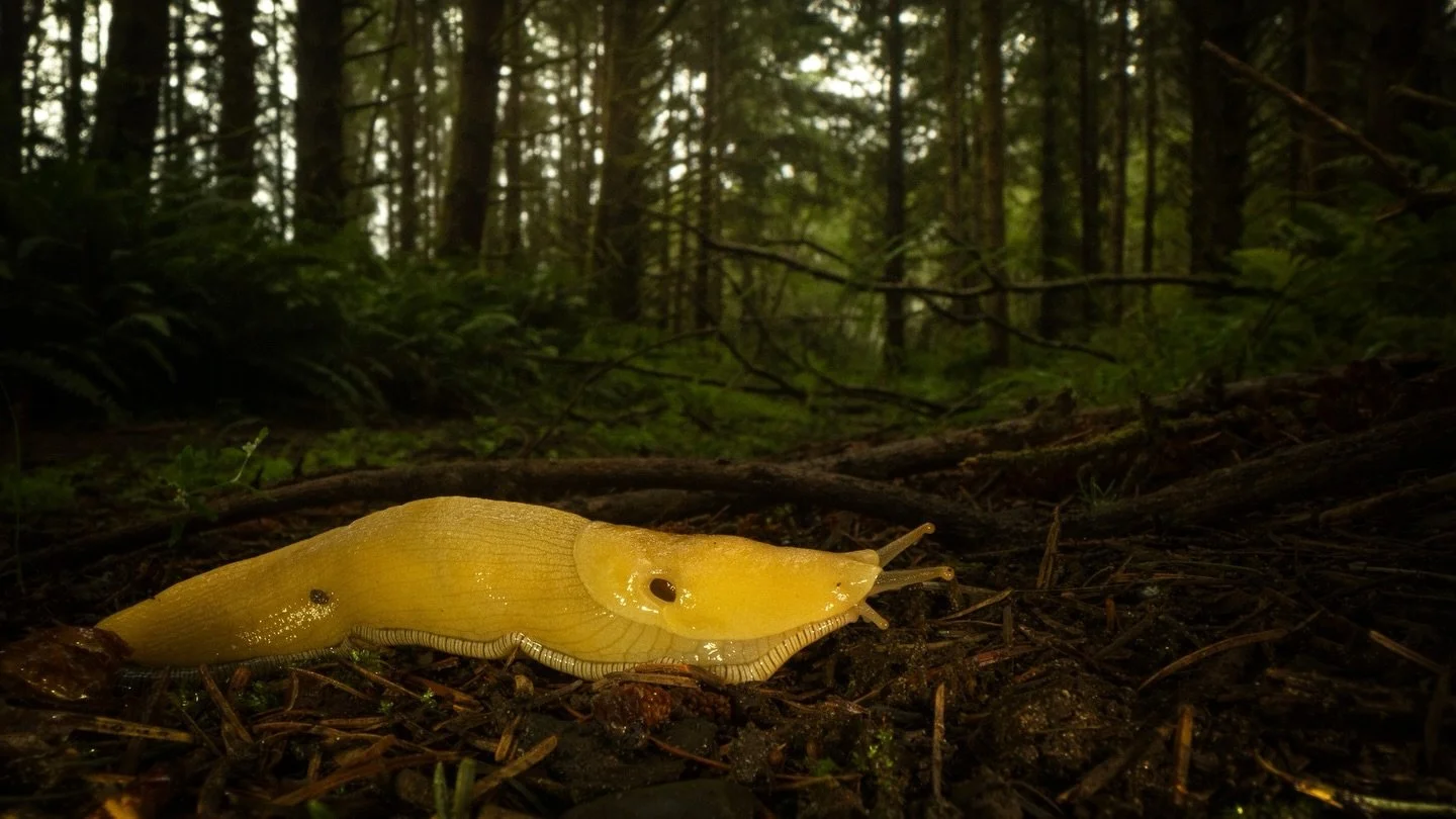Every once and a while I get asked if I take photos of land mollusks in addition to nudibranchs, so here’s one for the terrestrial slug fans đ
#bananaslug #ariolimax #ariolimaxcolumbianus #slug #pacificnorthwest #northerncalifornia #humboldt