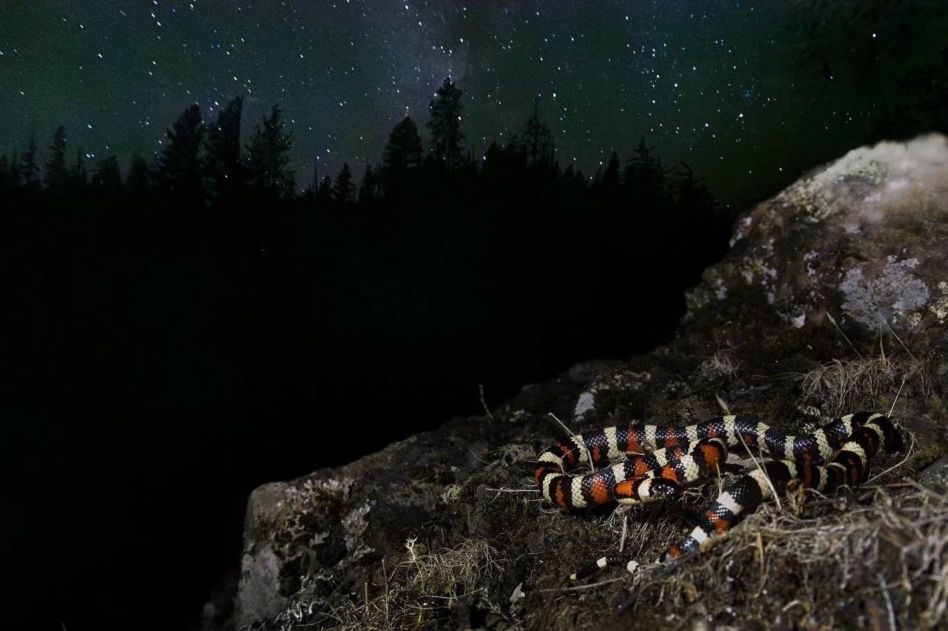 A beautiful night in the Klamaths with @keratinflesh & @kookamongus 
(Not pictured: an absurd amount of bears) 
#zonata #lampropeltis #lampropeltiszonata #mountainkingsnake #klamath #klamaths #ringtail #ringtailcat #westernscreechowl #wildlifeph