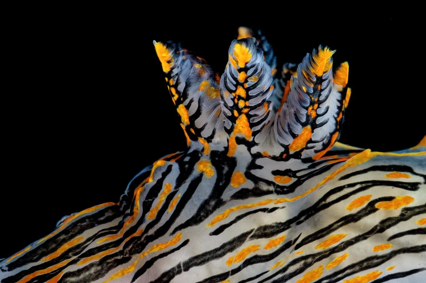 Sorcerer’s dorids are arguably one of the most striking nudibranch species we have here in California- and a perfect animal to find during the Halloween season đ
#sorcerersdorid #polycera #polyceraatra #nudibranch #seaslug #slug #dorid #dockf