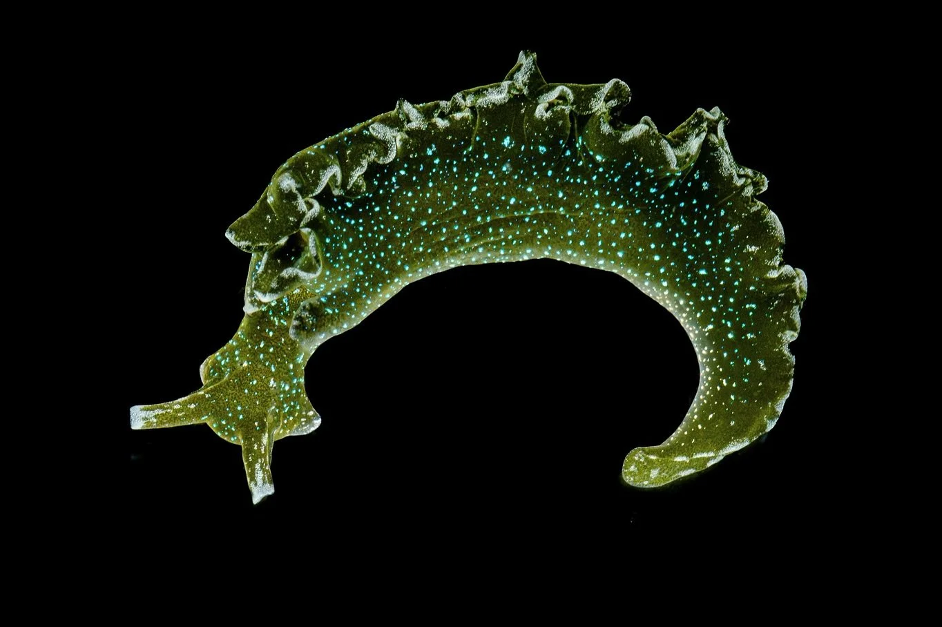 Nudibranch? Shrek? Worm? Think again. 
This is a Hedgpeth’s Sapsucker - a type of sacoglossan sea slug (not a nudibranch). For context, they are similar to the internet famous “leaf sheep.” Their green coloration comes from their a