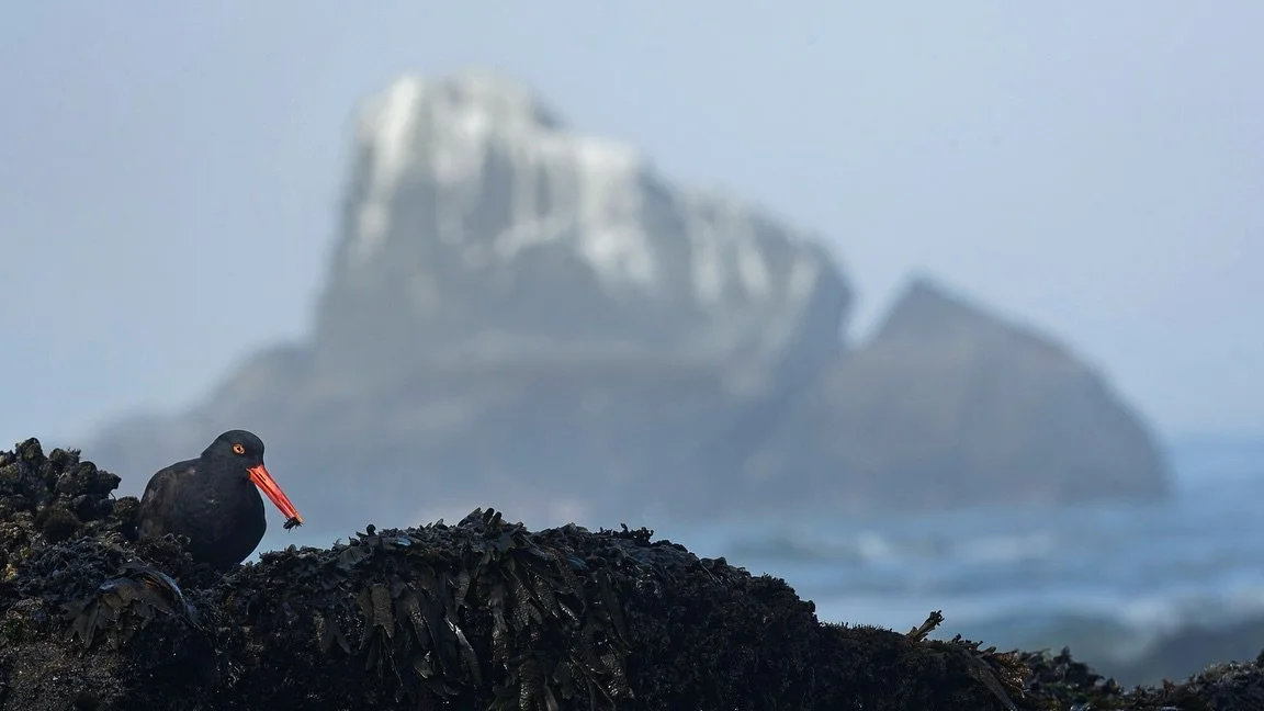 Black oystercatcher with a fresh, delicious rockweed isopod 
#oystercatcher #blackoystercatcher #shorebird #shorb #wildlife #nature #birding #birdwatching #westcoast #california #birdphotography #wildlifephotography #tidepooling #intertidal