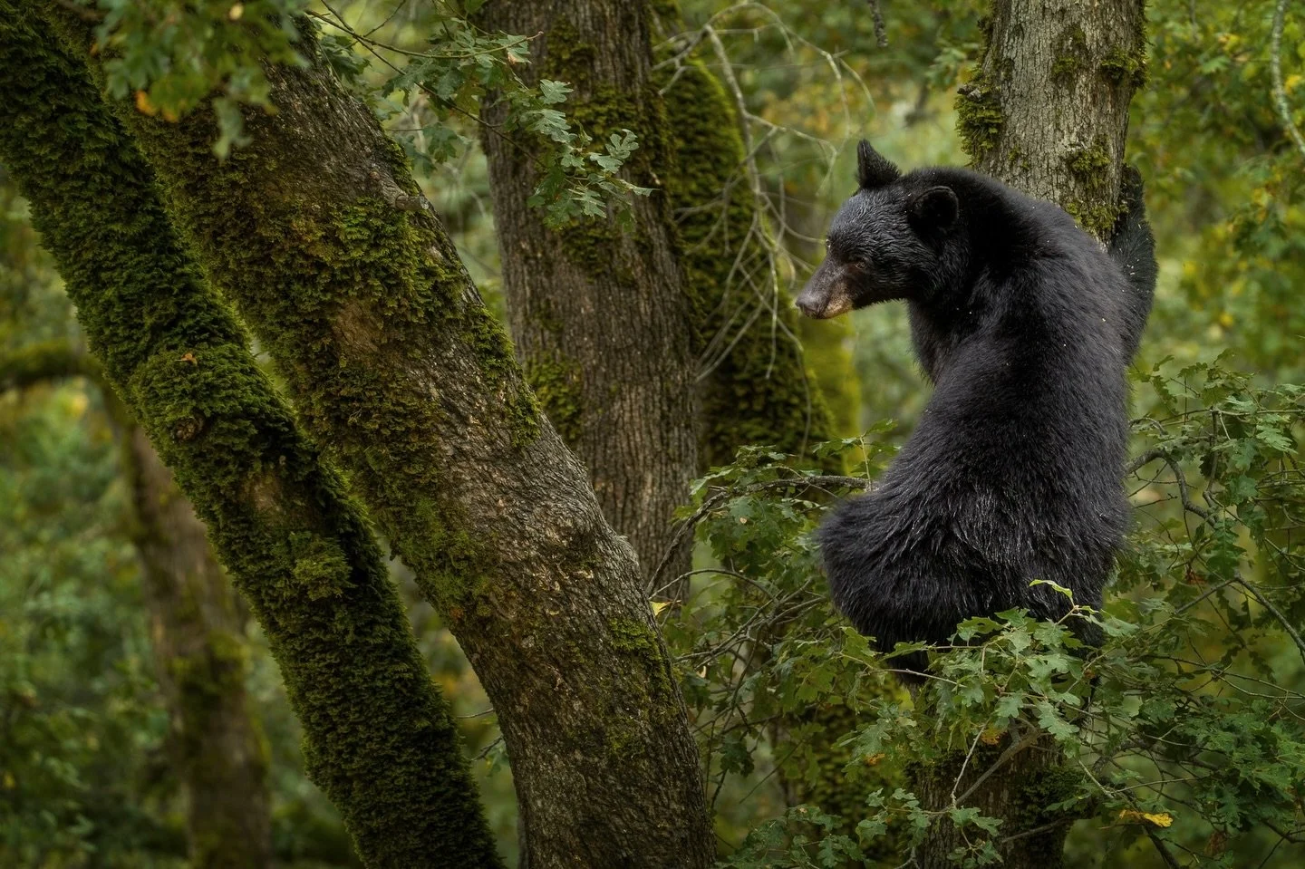 The tastiest acorns come from the tallest trees đ
In preparation for winter, black bears take to the oak forests to eat as many acorns as they physically can. This mom was at the top of a tree, shaking acorns down to the ground with her cub watchin