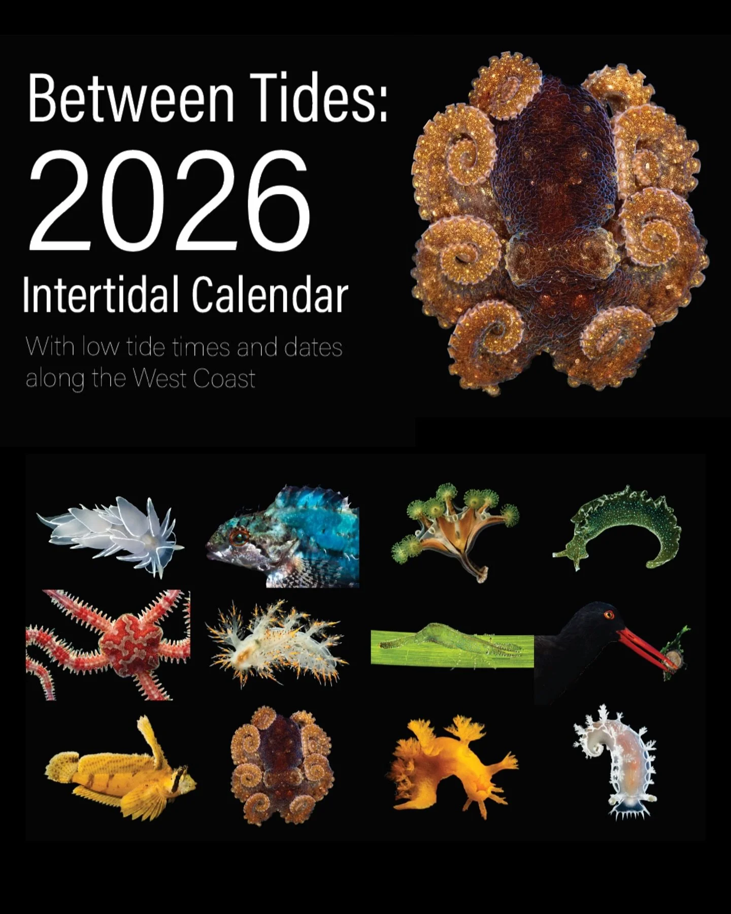 Excited to announce that my 2026 photography calendar is now live! This year’s theme is subjects on black backgrounds. 
As per request, the calendar now includes low tide dates & times for multiple locations across the west coast! If your
