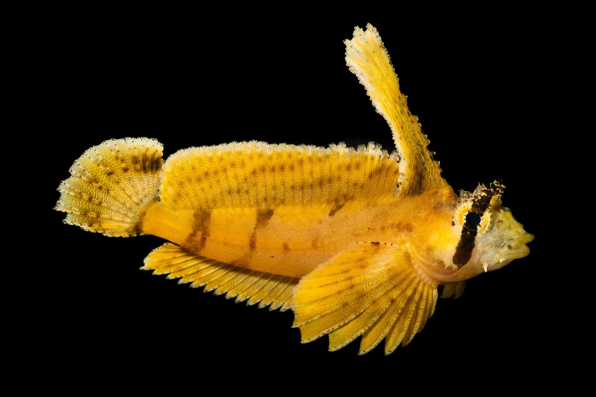 sailfin-sculpin-nautichthys-oculofasciatus-fish-humboldt.jpg