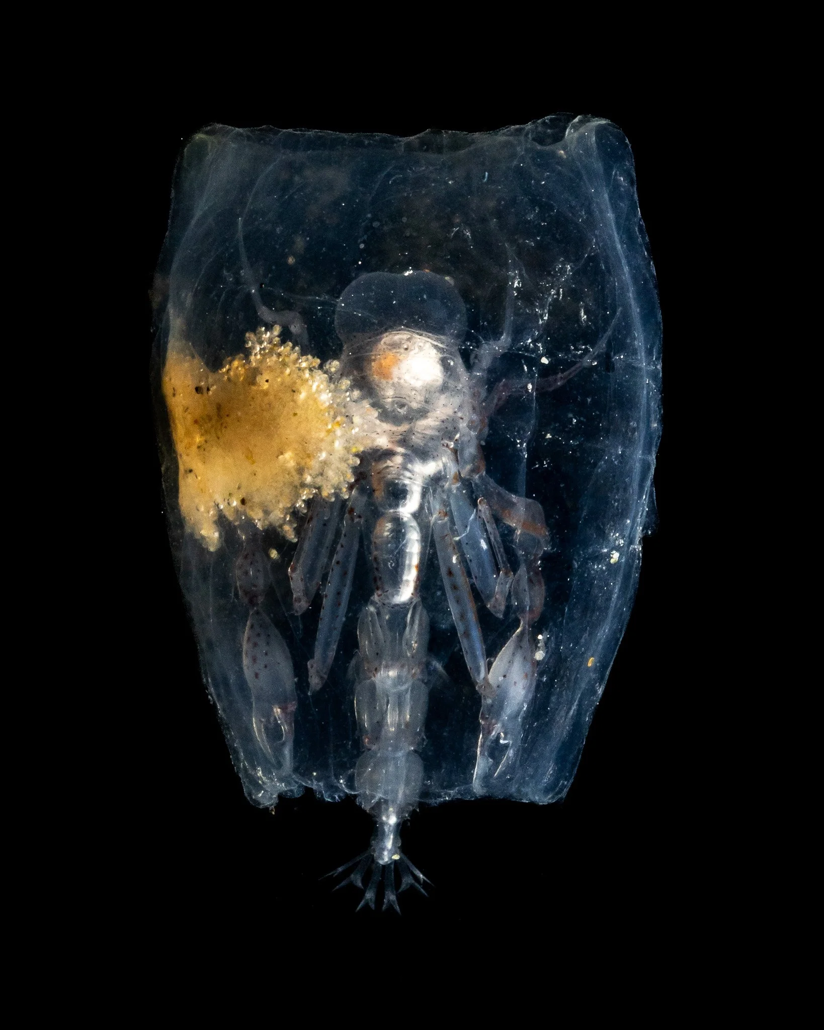 parasitic-hyperiid-amphipod-phronima-sedentaria-zooplankton-pe-eggs.jpg
