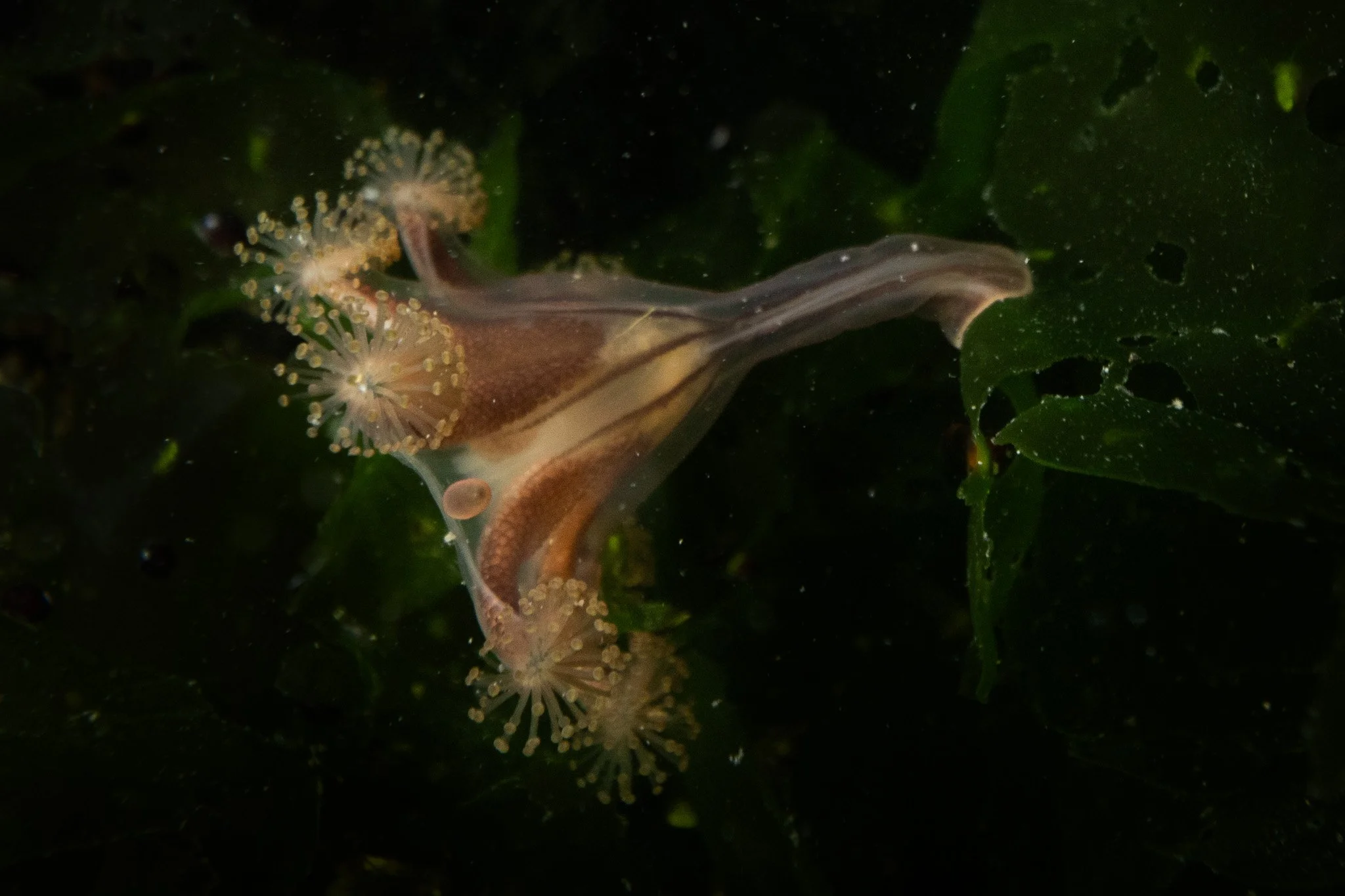 Stalked Jellyfish, Haliclystus, Humboldt County