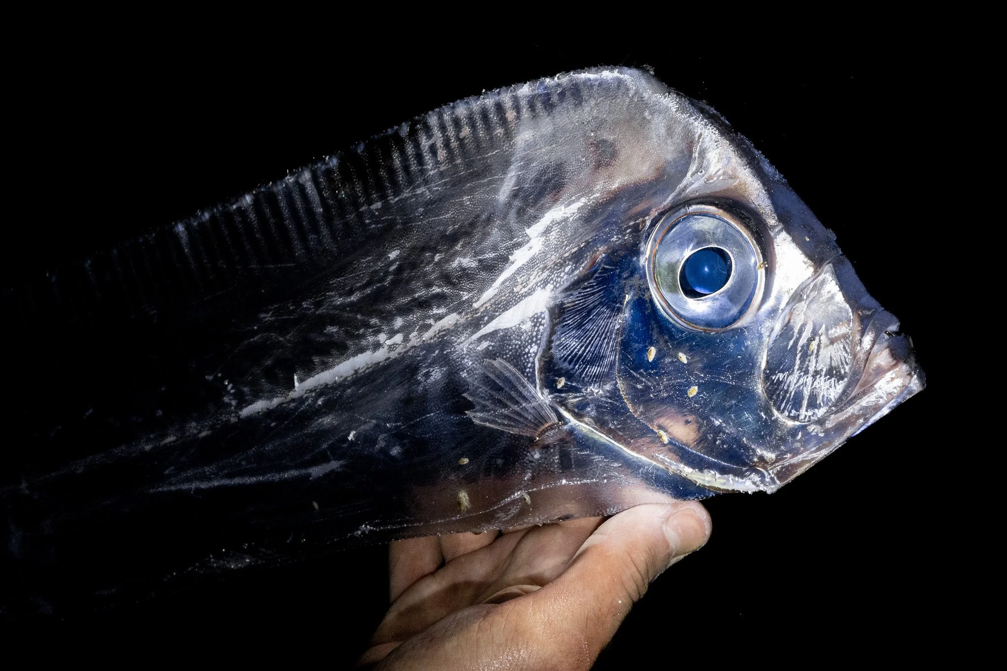 king-of-the-salmon-trachipterus-altivelis-ribbonfish-fish-pe.jpg