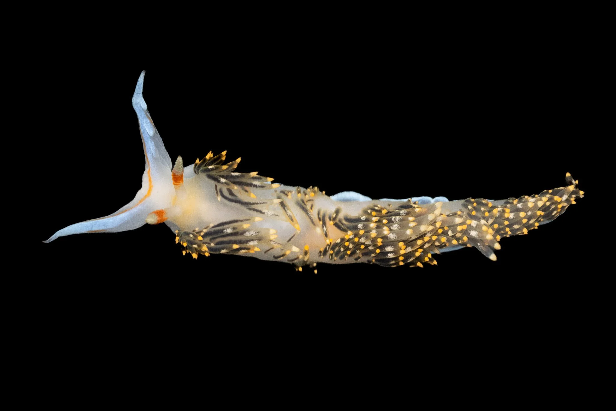 hilton's-aeolid-phidiana-hiltoni-nudibranch.jpg