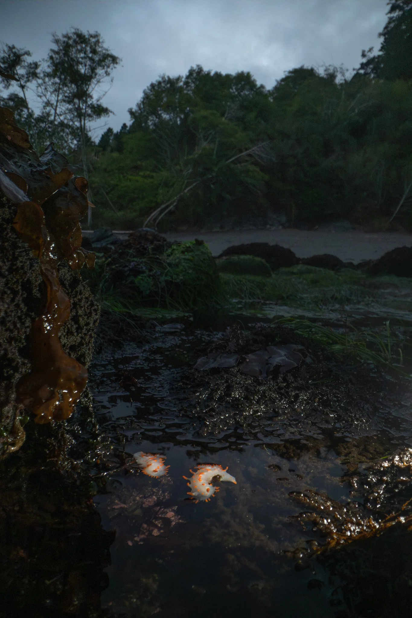 Clown Dorids, Triopha catalinae, in Humboldt County