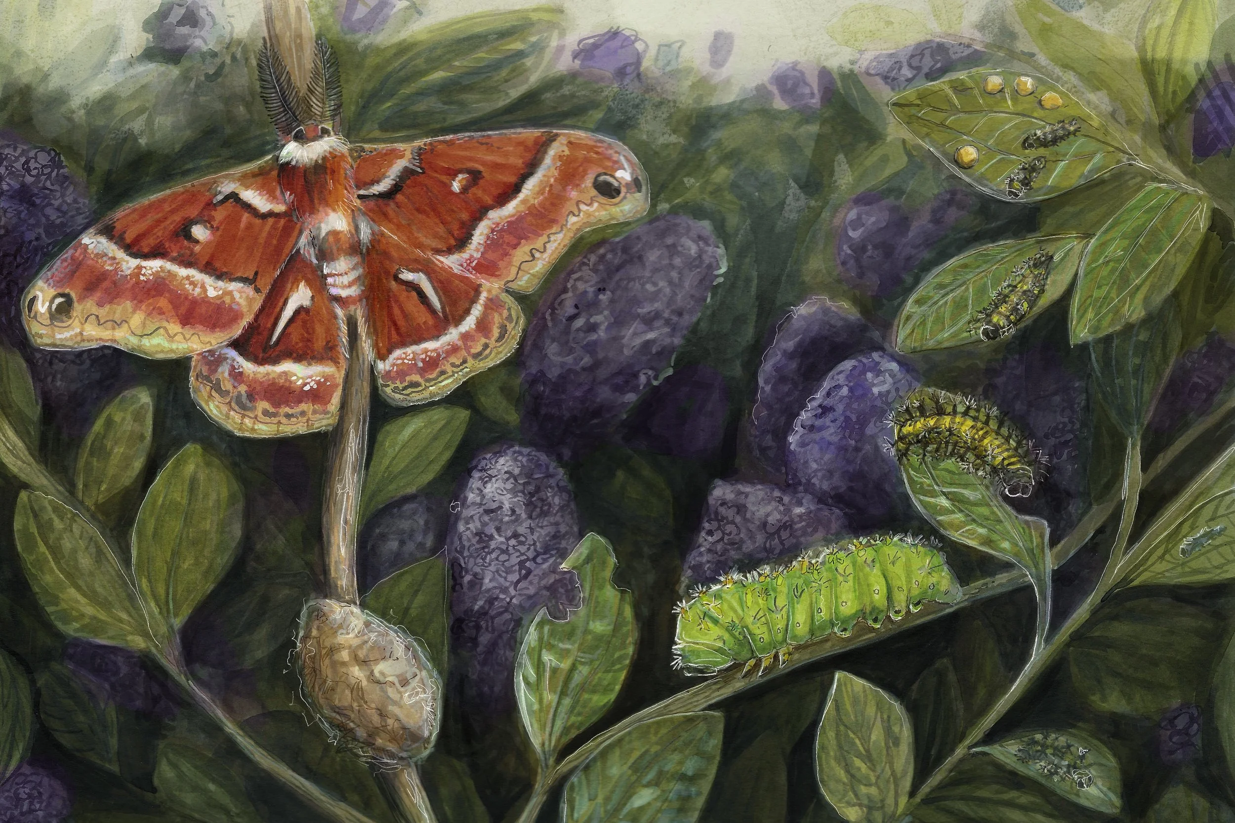 Ceanothus silk moth life cycle, Hyalophora euryalus