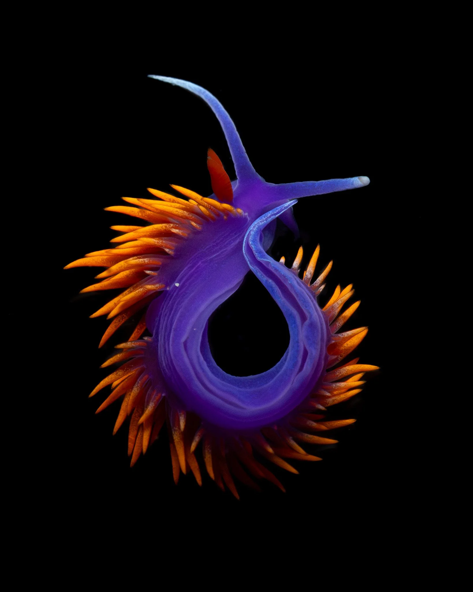 spanish-shawl-nudibranch-flabellinopsis-iodinea.jpg