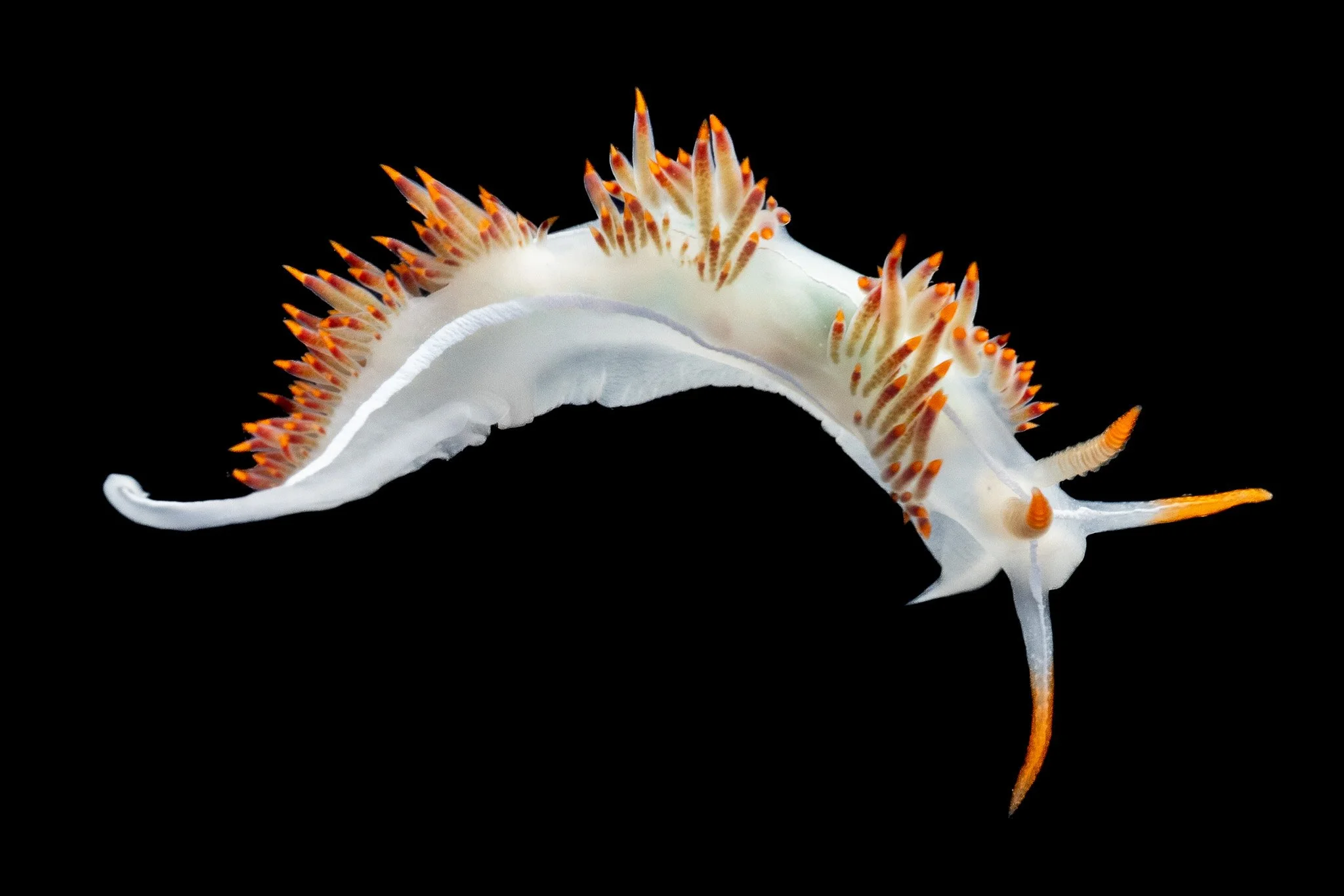 three-lined-aeolid-coryphella-trilineata-nudibranch.jpg