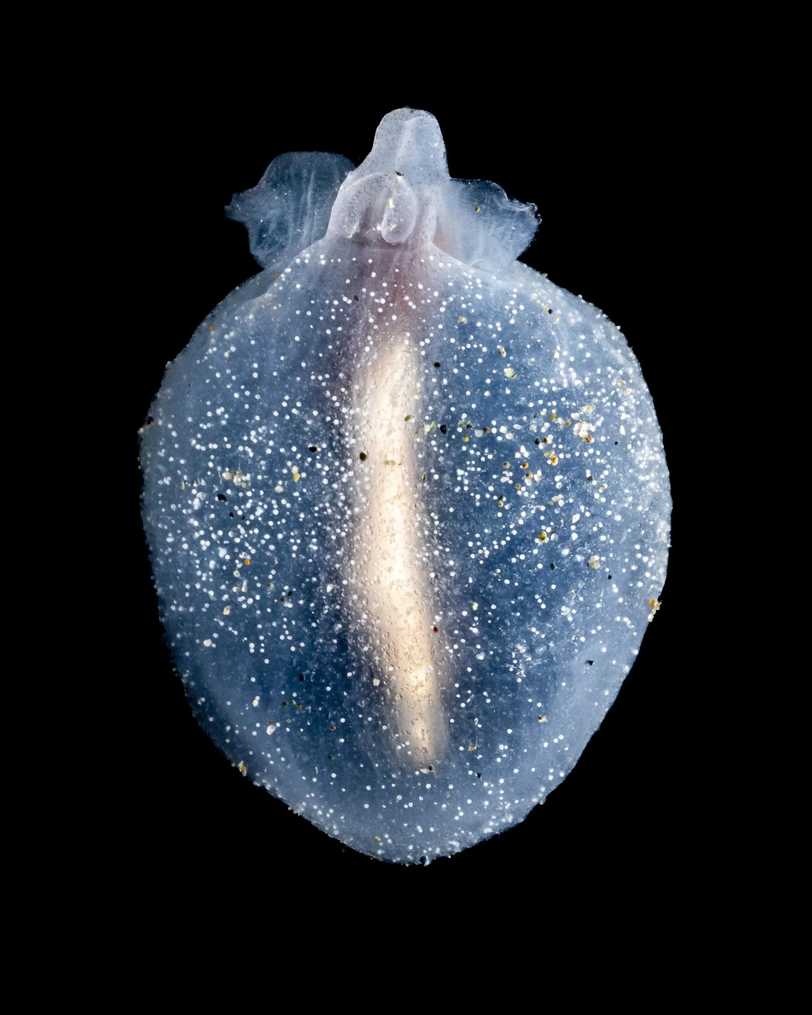 sea-cherub-cliopsis-krohnii-pe.jpg