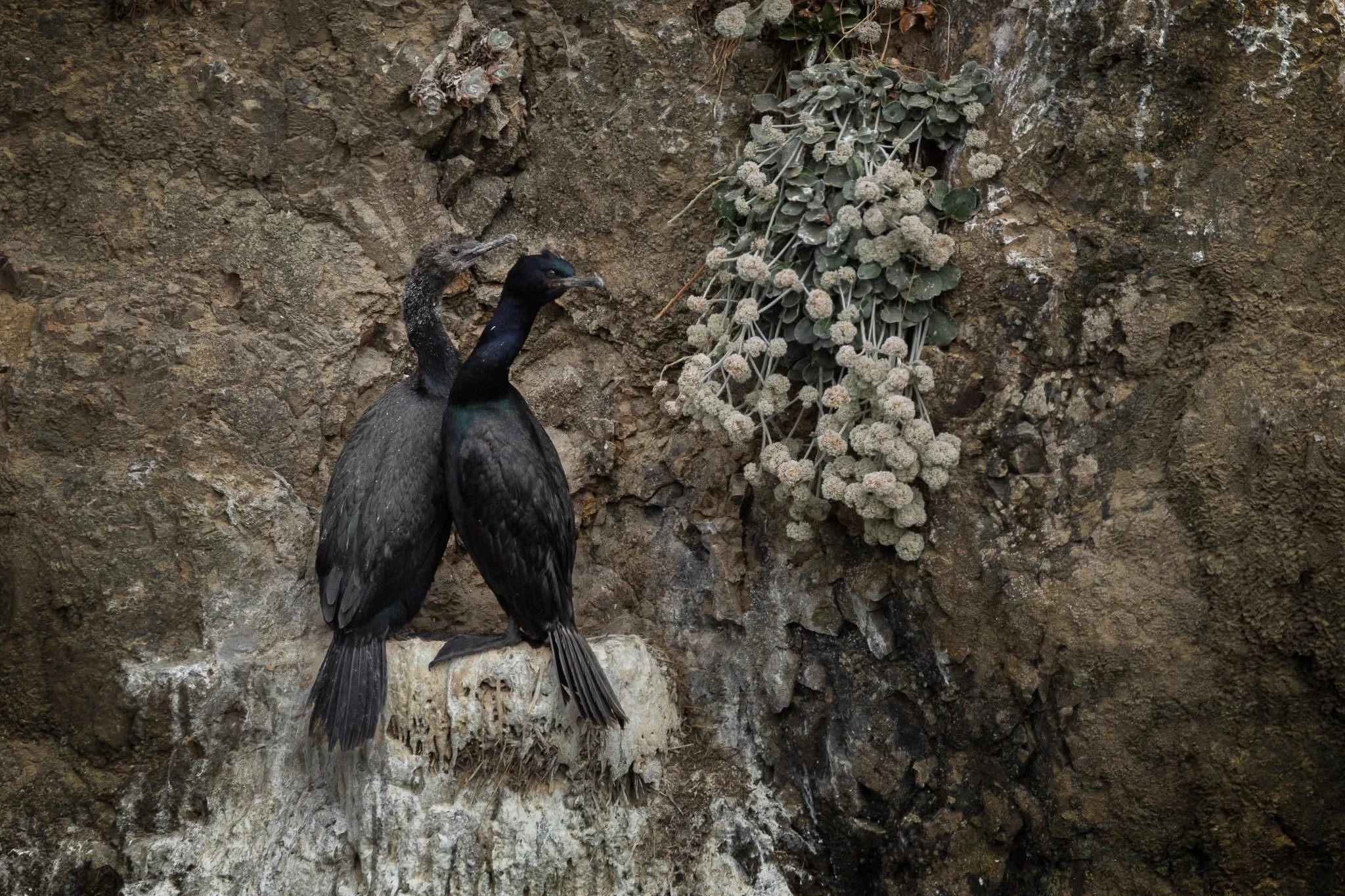 Pelagic Cormorant nest, Urile pelagicus, Humboldt County