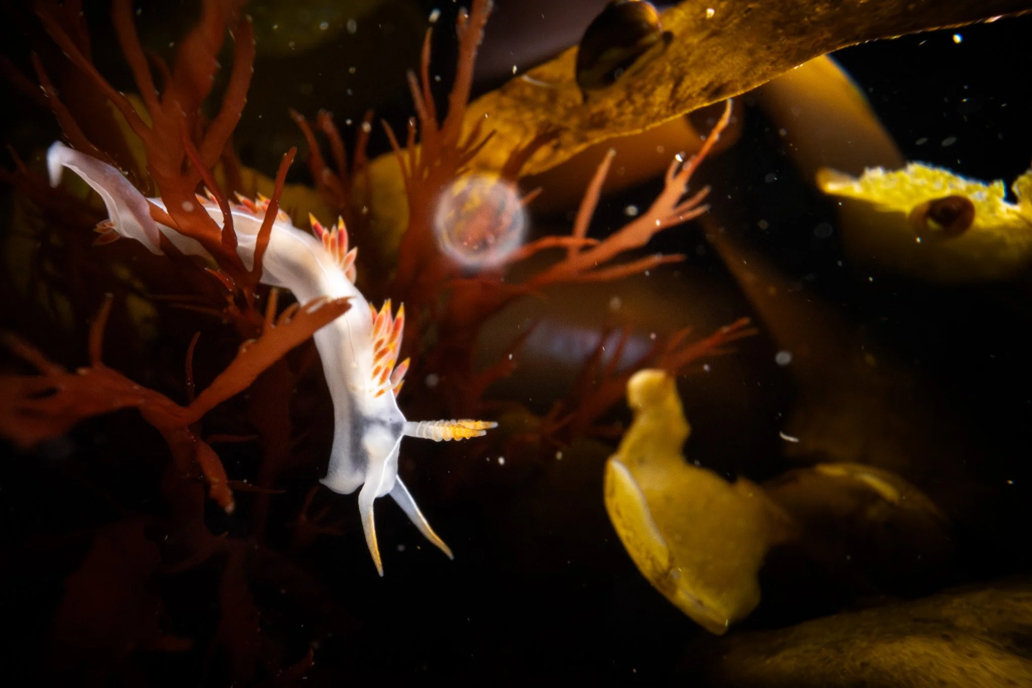 Three-lined aeolid, 
Coryphella trilineata, in Santa Cruz County