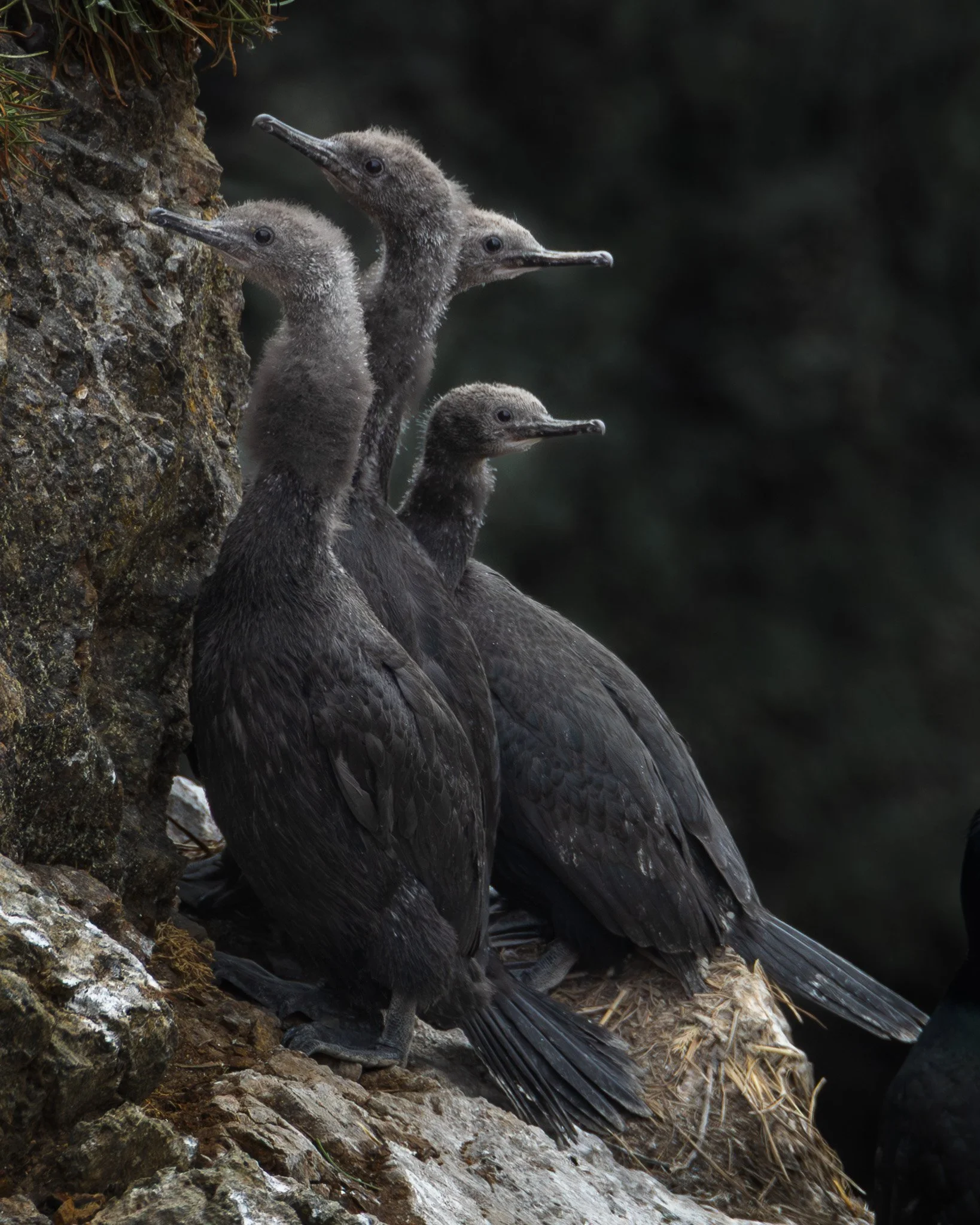 Pelagic Cormorant Chicks, Nest, Urile pelagicus, Humboldt County
