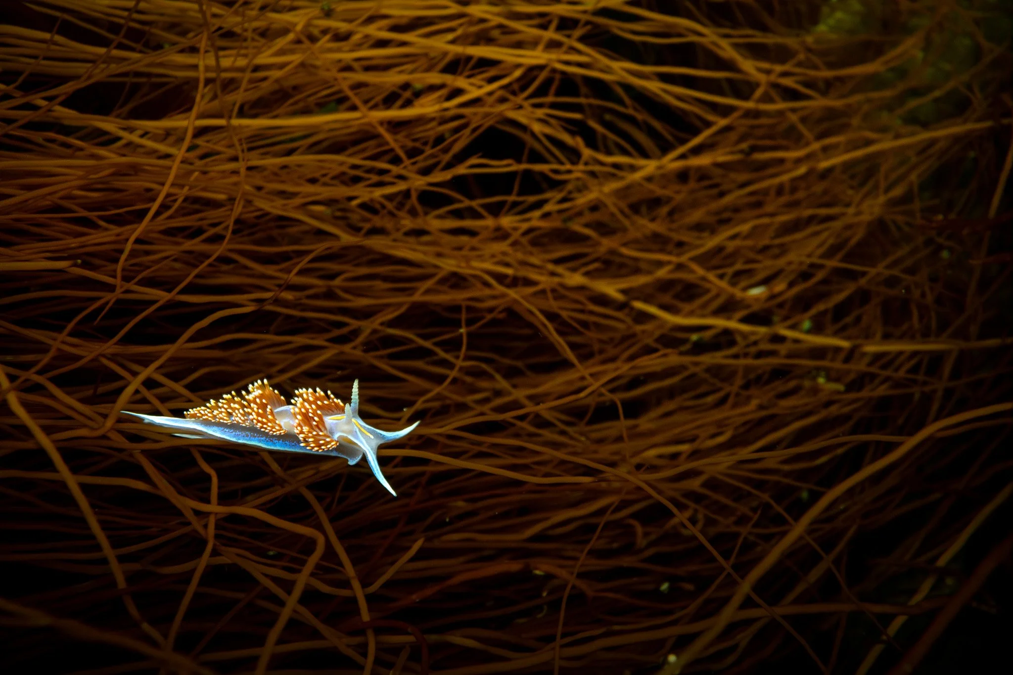 Opalescent Nudibranch, Hermissenda opalescens, in Santa Cruz County