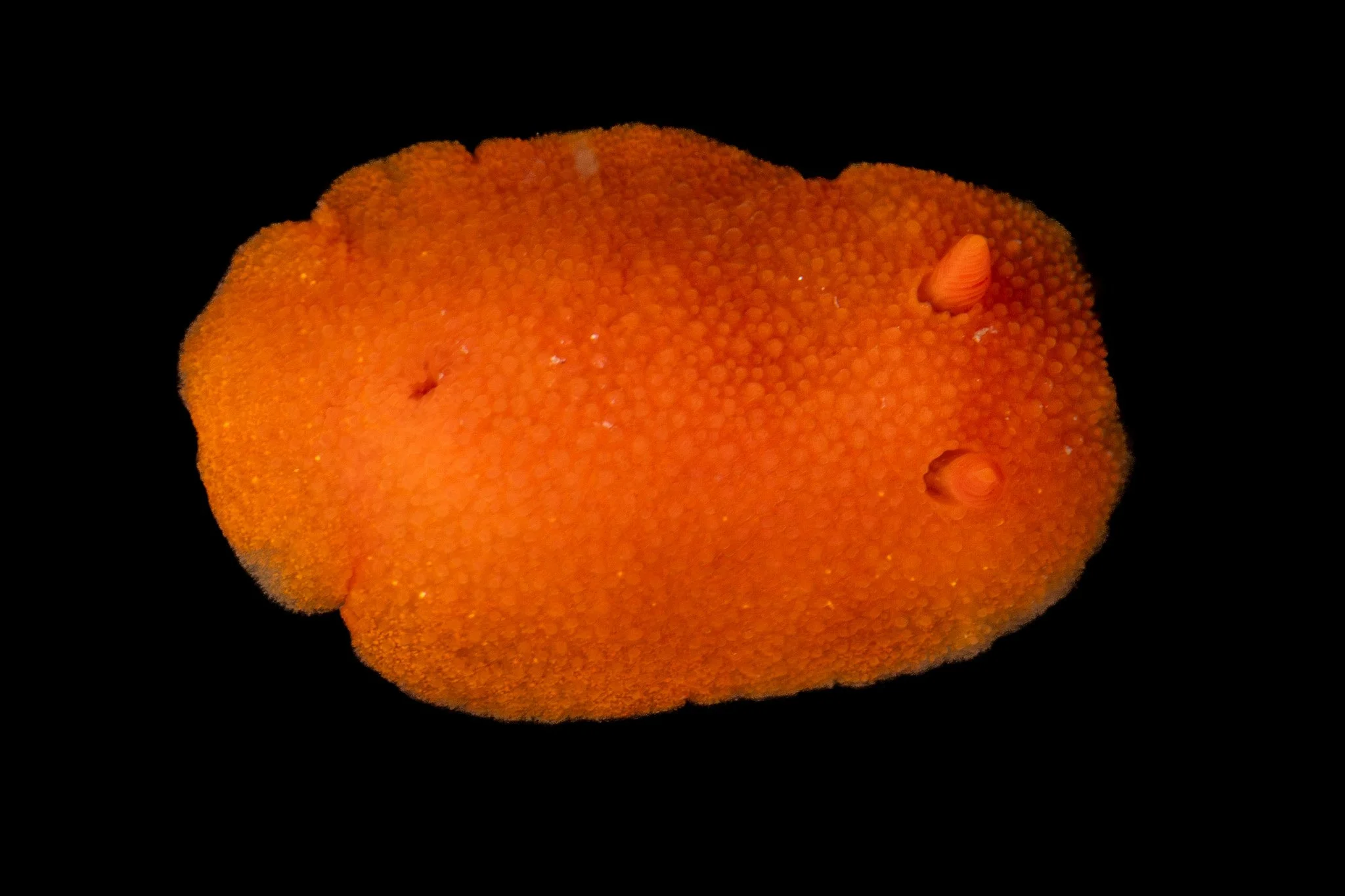 red-sponge-dorid-rostanga-pulchra-nudibranch.jpg