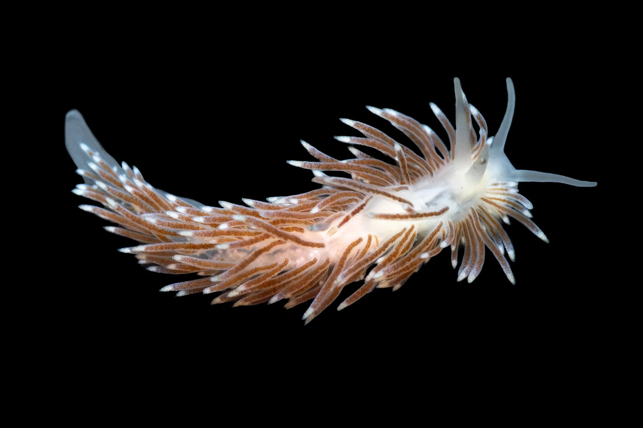 rose-pink-cuthona-divae-nudibranch.jpg