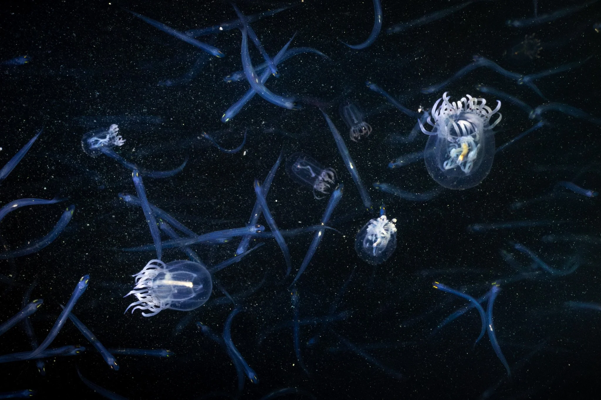 Red-eyed medusa, 
Polyorchis penicillatus, in Humboldt County