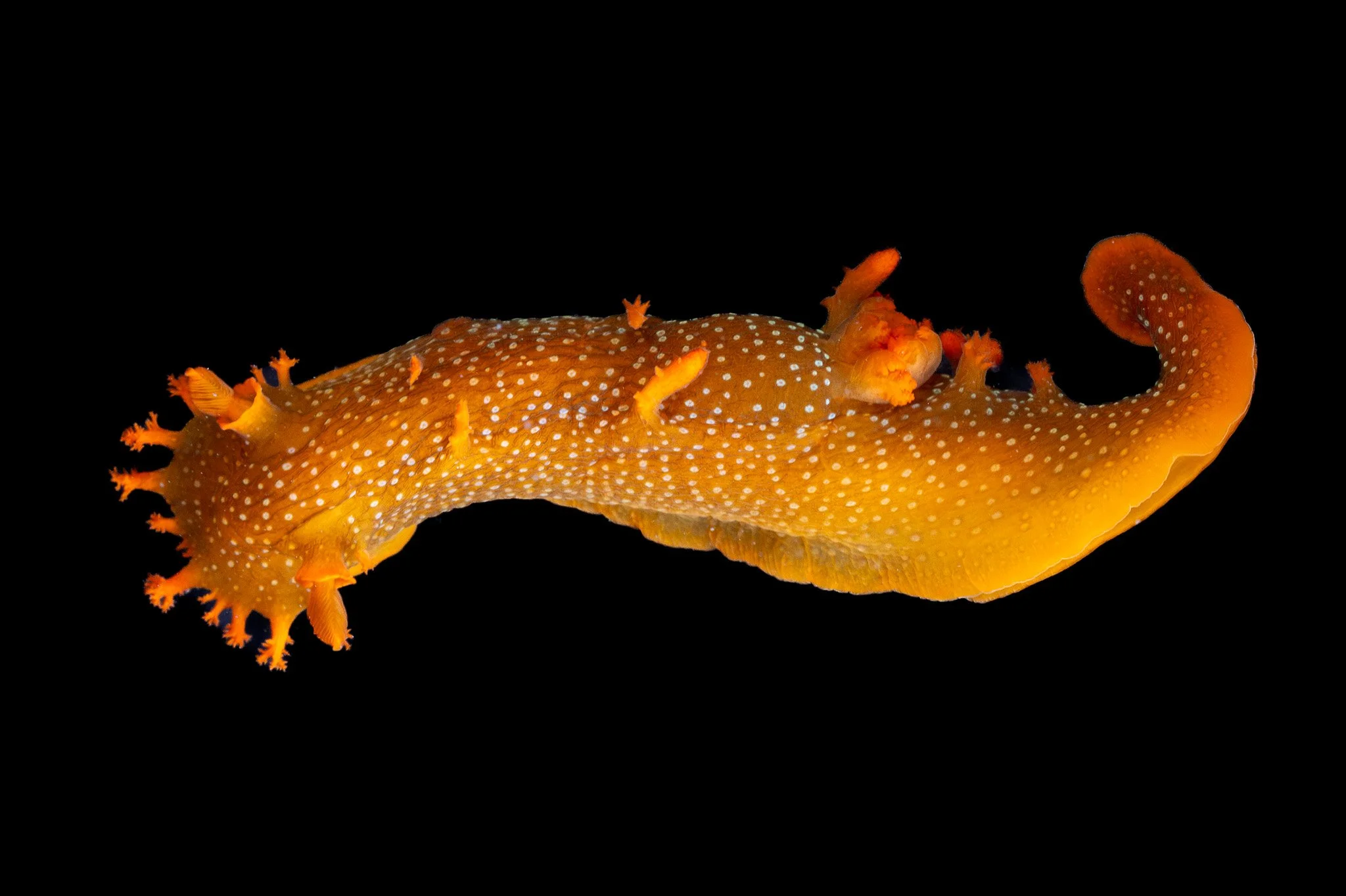 spotted-dorid-triopha-maculata-nudibranch.jpg