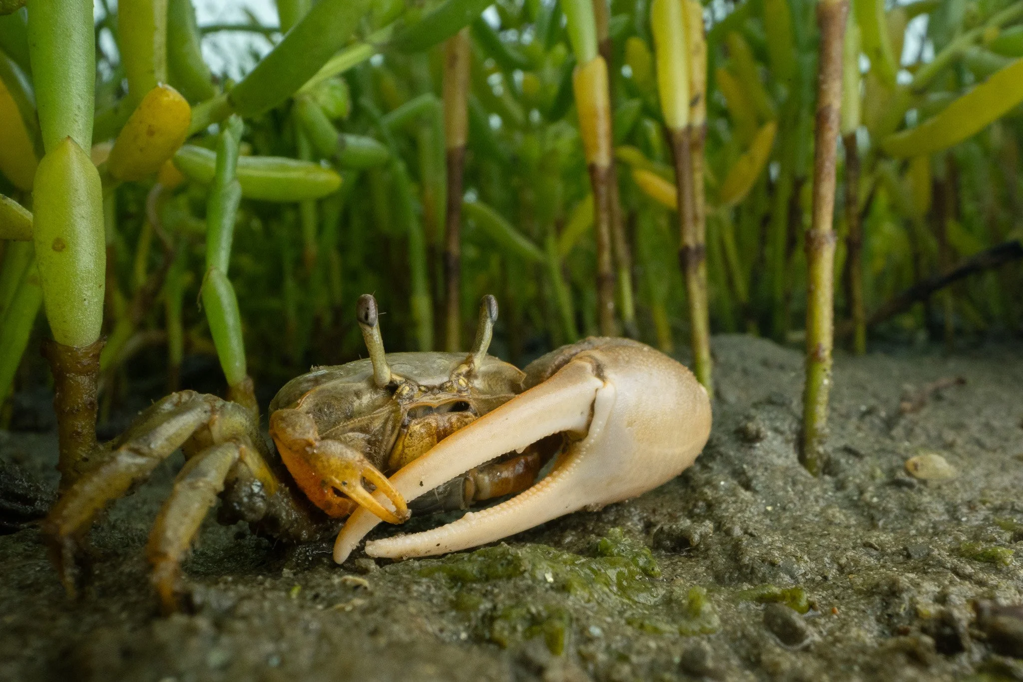 Mexican Fiddler Crab, Leptuca crenulata, in San Diego County
