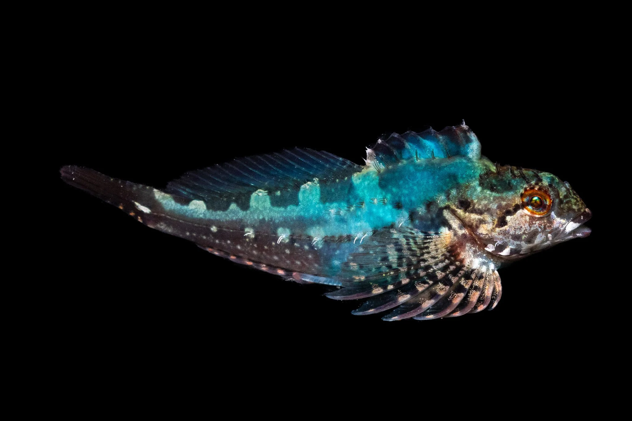 fluffy-sculpin-oligocottus-snyderi-fish-blue.jpg