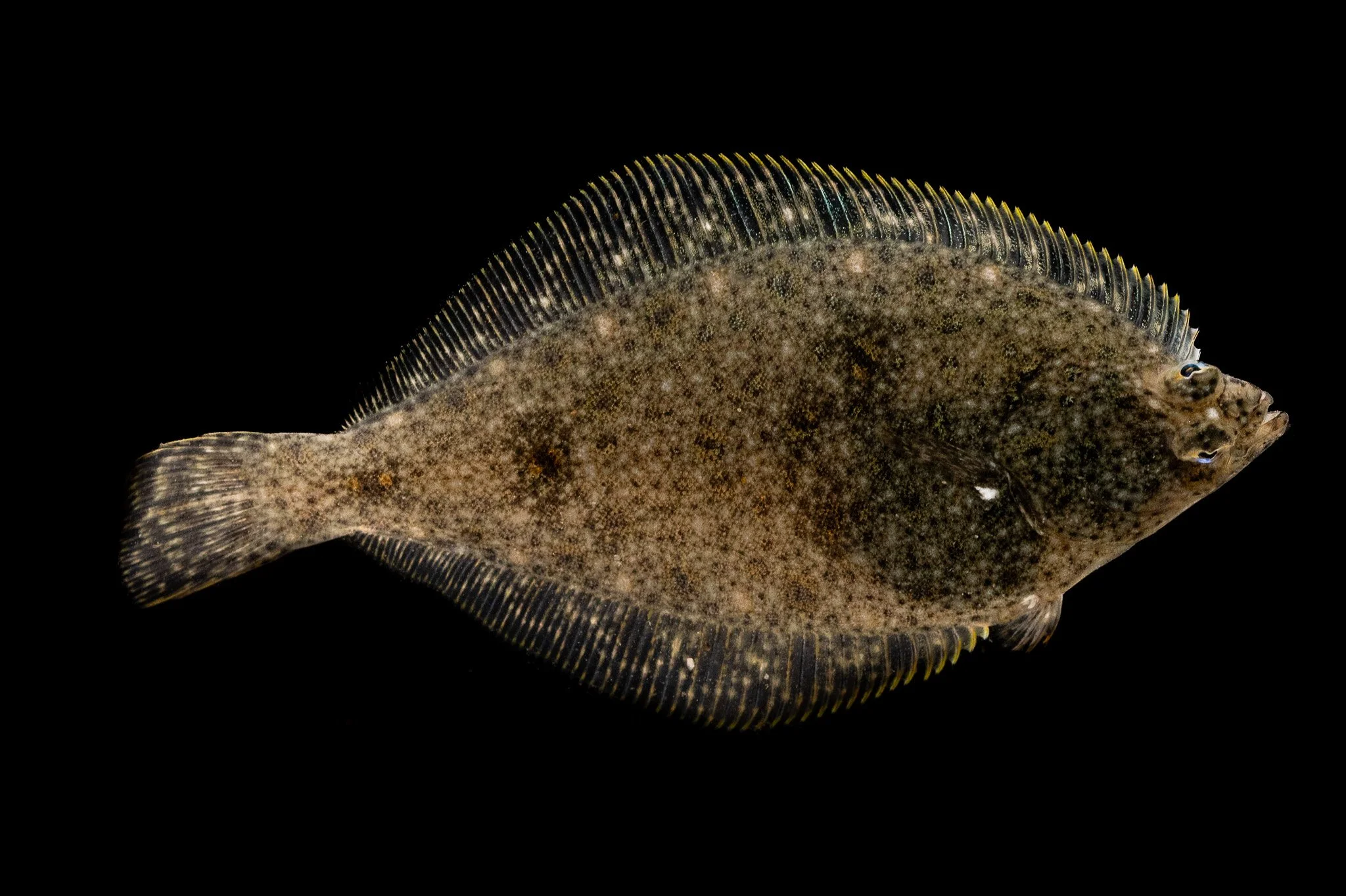 english-sole-parophrys-vetulus-fish.jpg