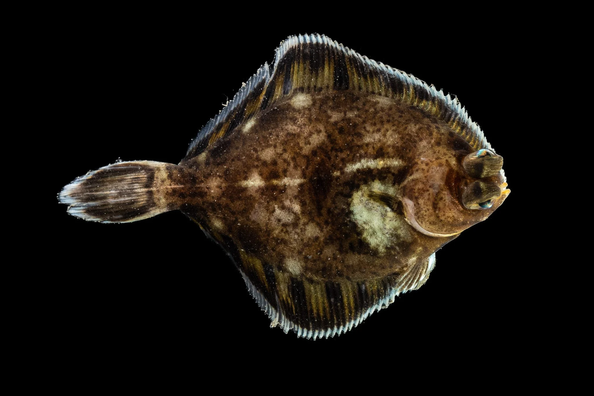 curlfin-sole-pleuronichthys-decurrens-fish.jpg