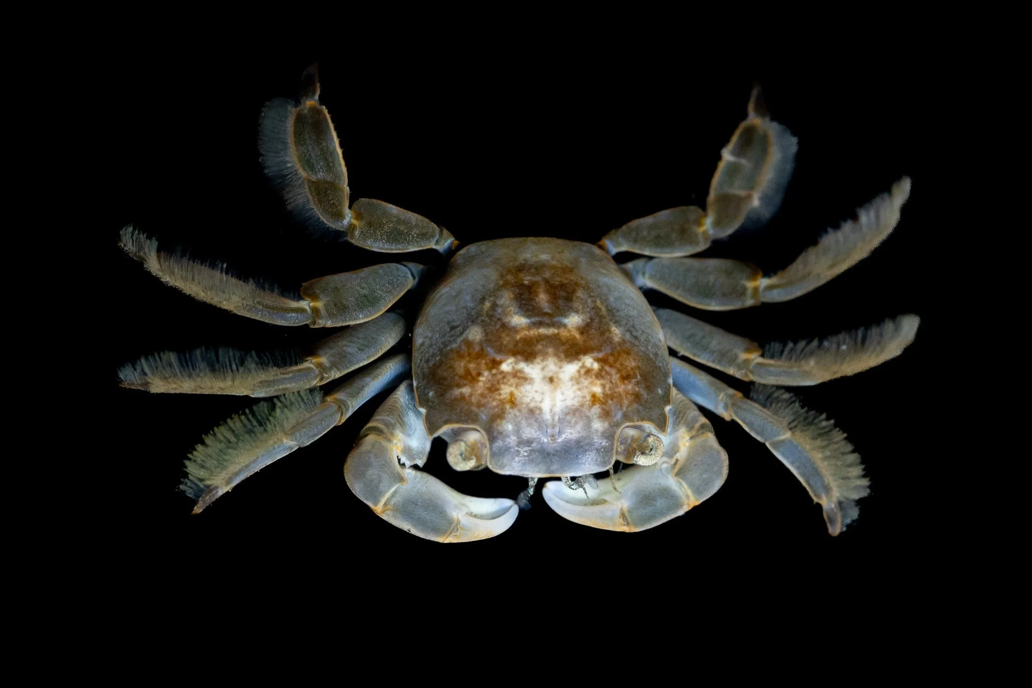 gulfweed-crab-planes-minutus-pe.jpg