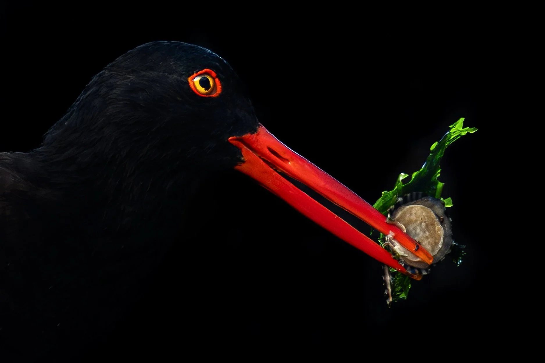 Black Oystercatcher feeding on Limpit, Humboldt County