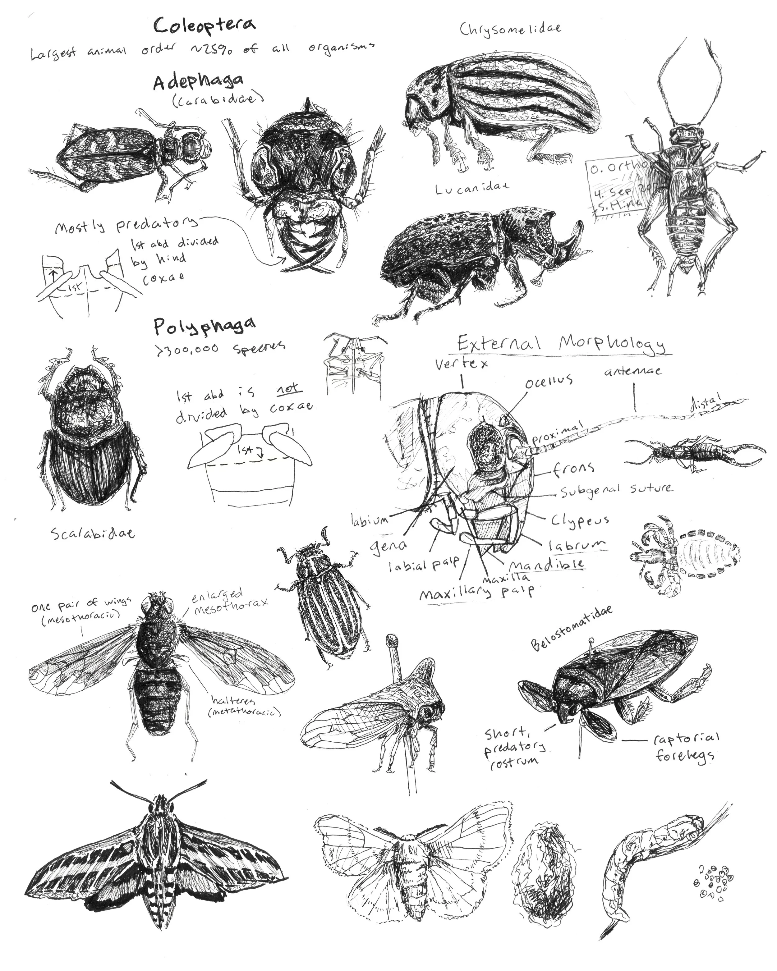 EntomologyJournalOverview.jpg