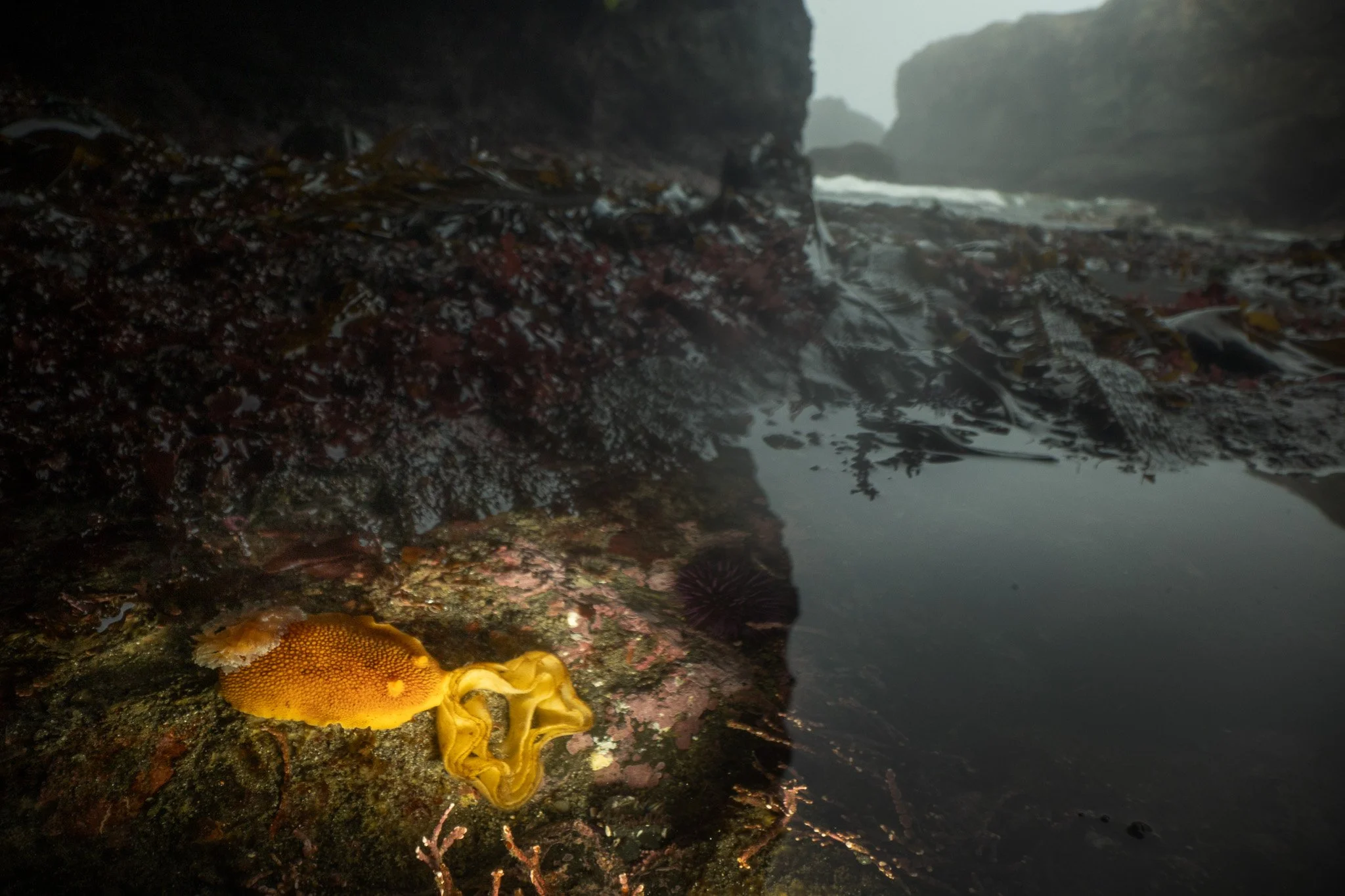 Noble Dorid, Peltodoris nobilis, Mendocino County