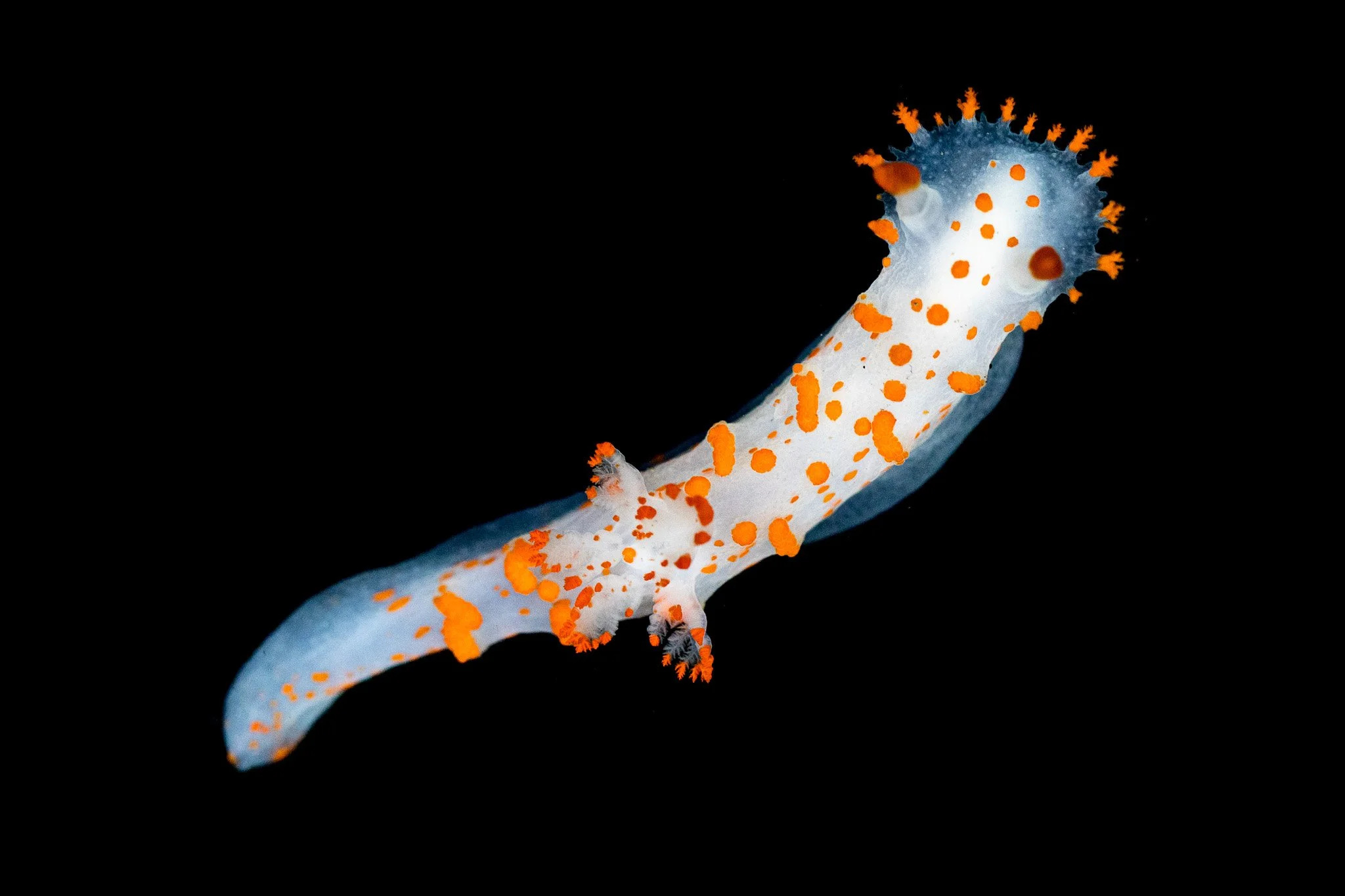 clown-dorid-triopha-catalinae-nudibranch.jpg