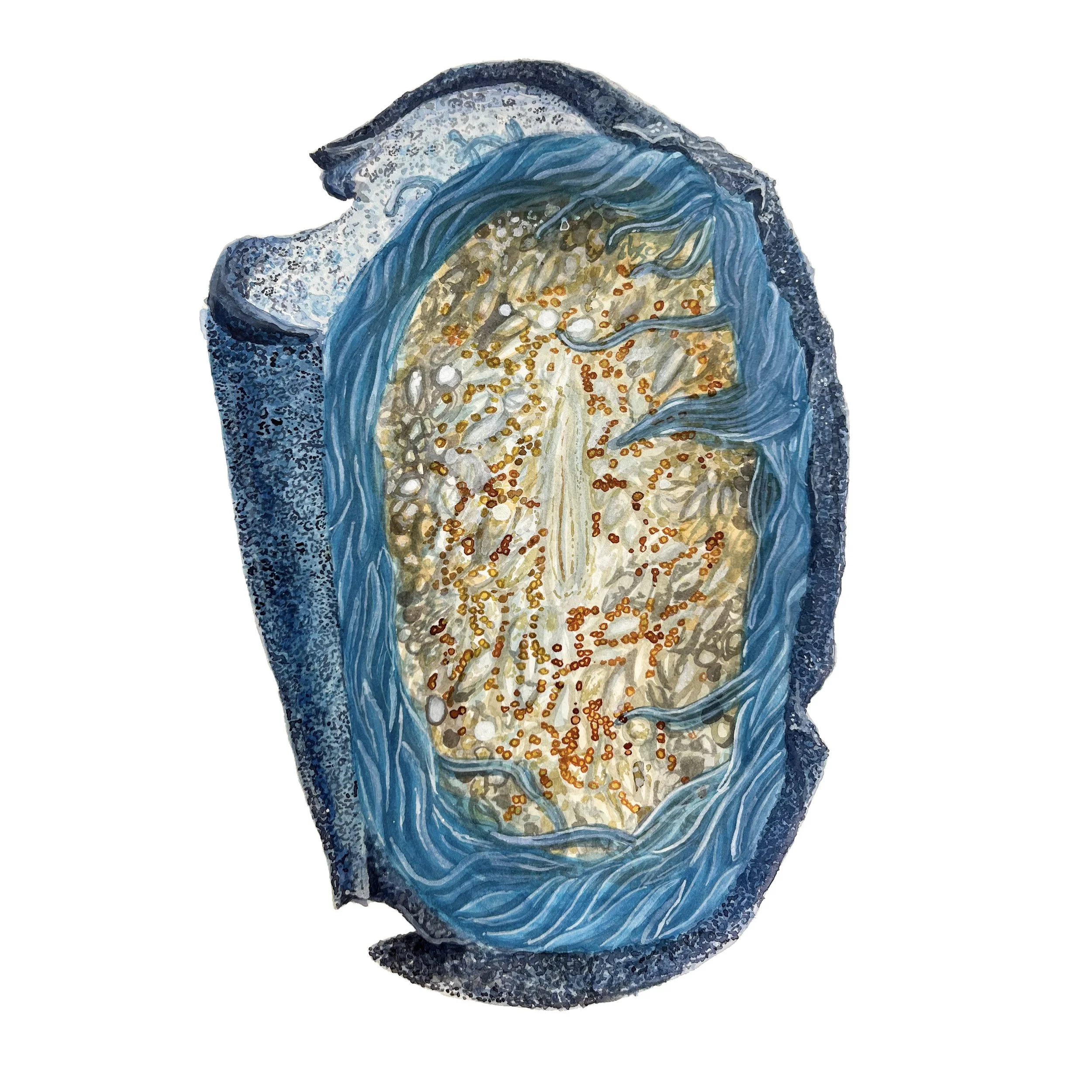 velella.jpg