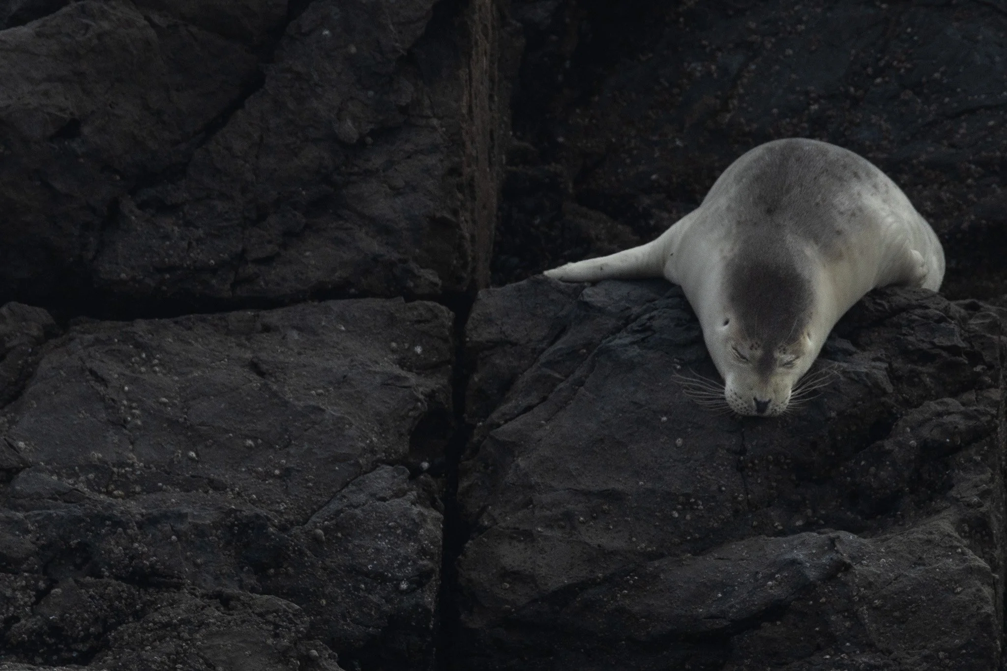 Harbor Seal, Humboldt County