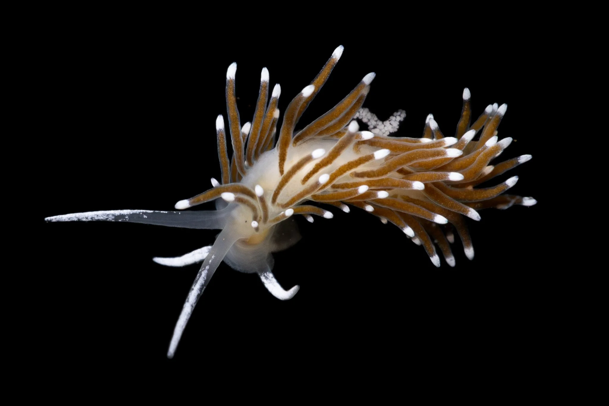 chocolate-aeolid-cuthonella-cocoachroma-nudibranch.jpg