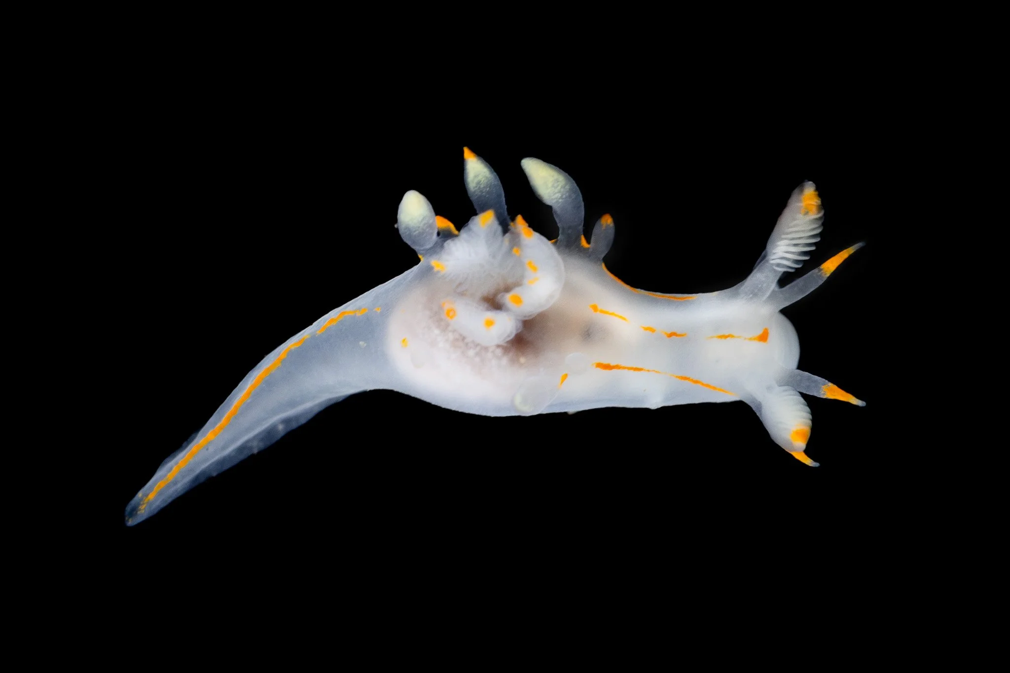 ancula-pacifica-nudibranch.jpg