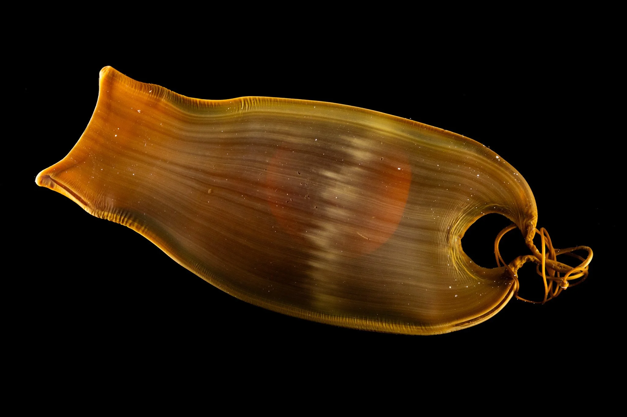 swellshark-egg-cephaloscyllium-ventriosum-fish-shark.jpg