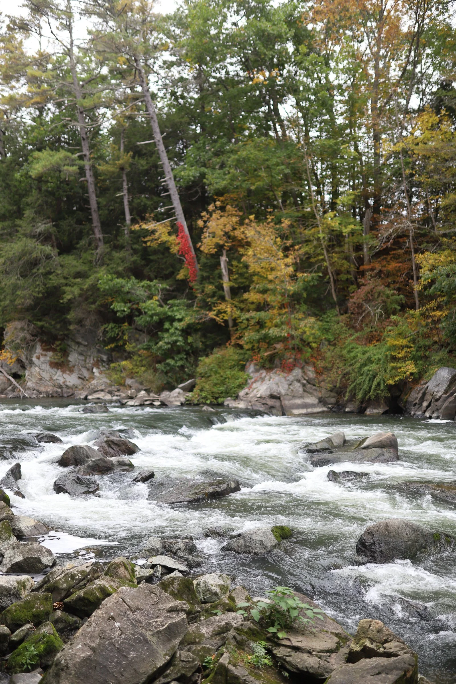 A flowing river with rocks and a forested shoreline with trees displaying fall foliage.