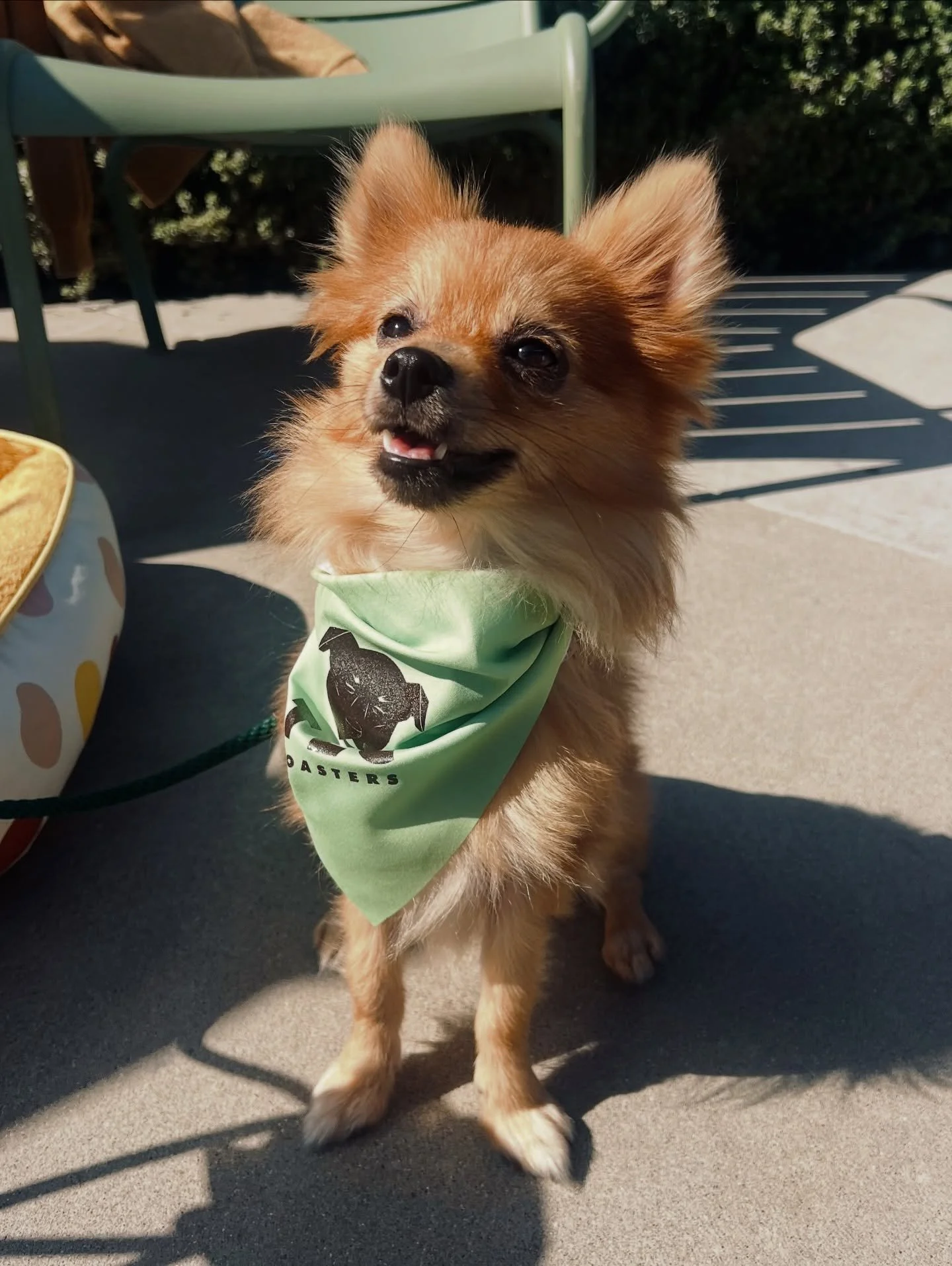 Nothing brings us more joy than spending the entire day with DOGS!
Thank you @lajollalovespets for putting on such a spectacular event! And kudos to the dog parents of La Jolla for creating some seriously amazing costumes!
The best thing about toda