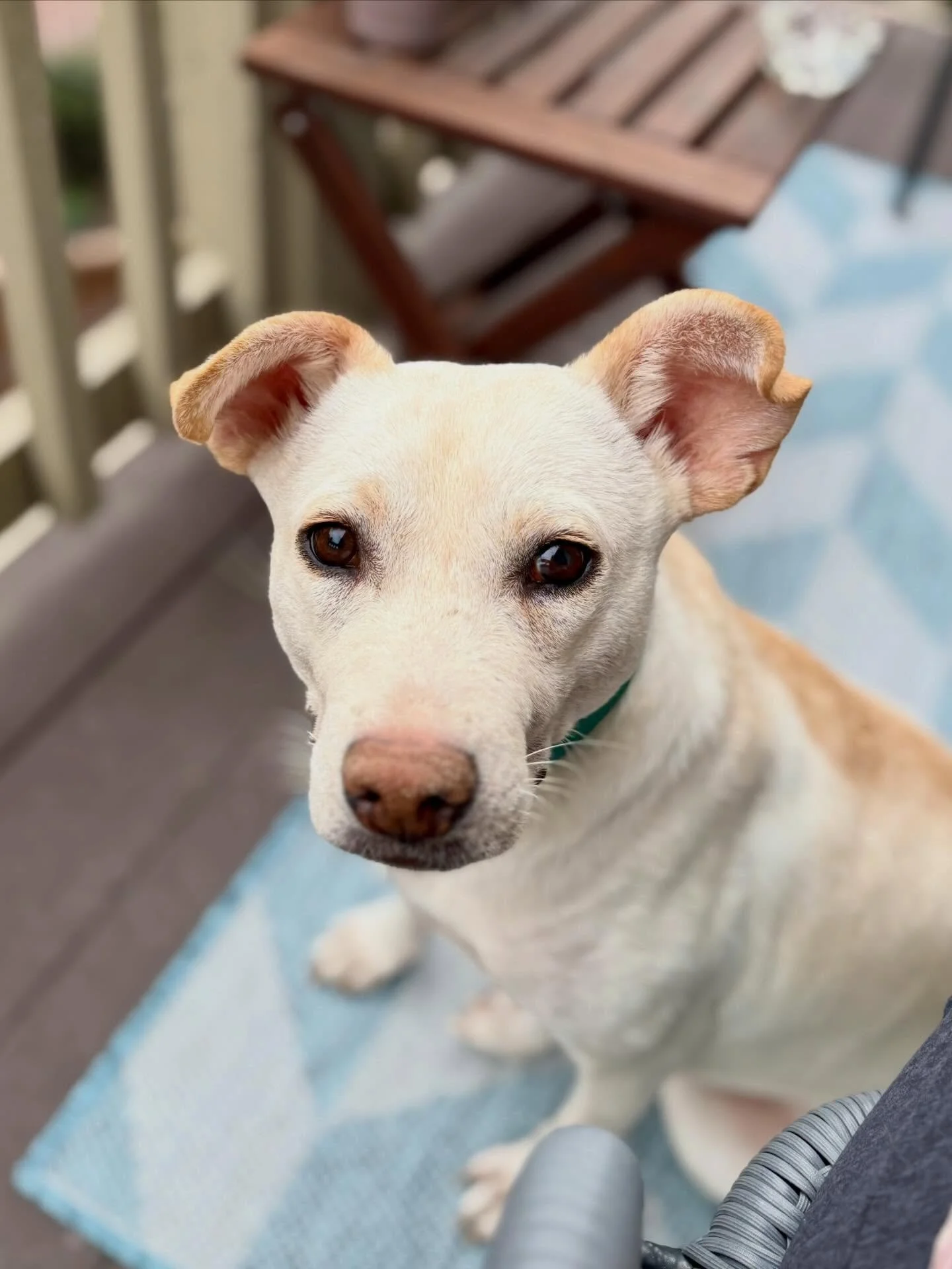 Adoption Event with Amazing Strays