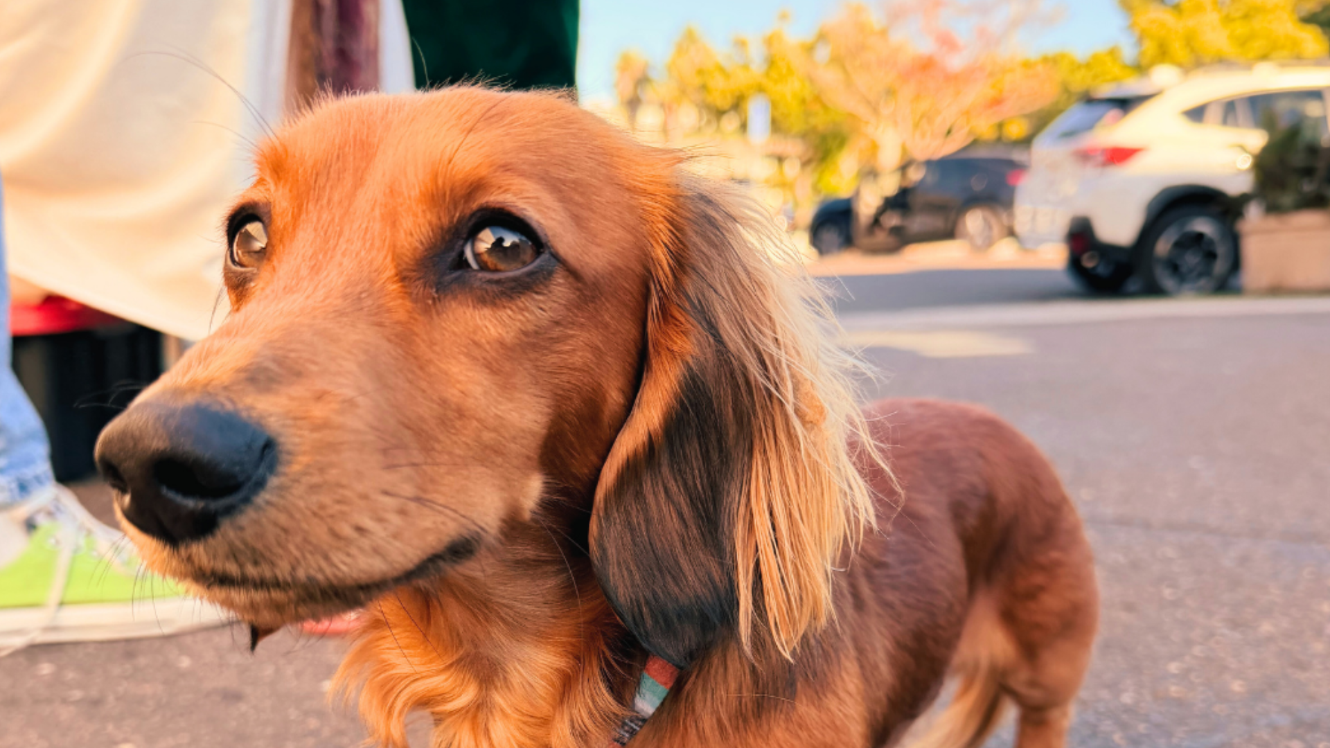 Mutt Strut!