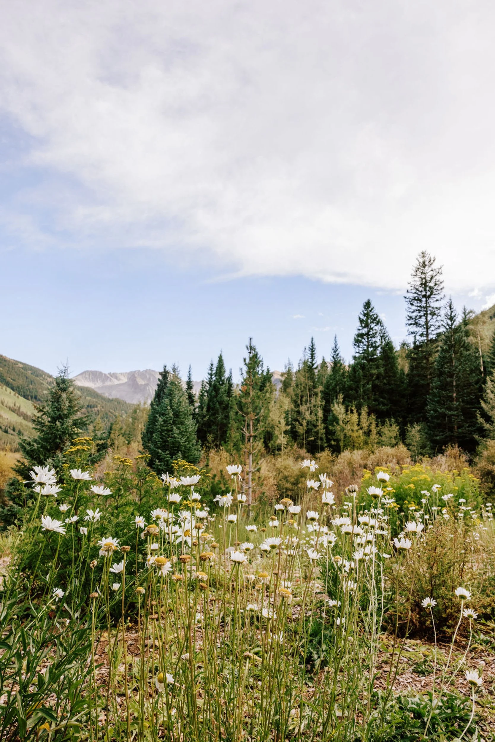 Summer wildflower meadow at Pine Creek Cookhouse in Ashcroft Colorado with pine trees and mountain peaks in the background