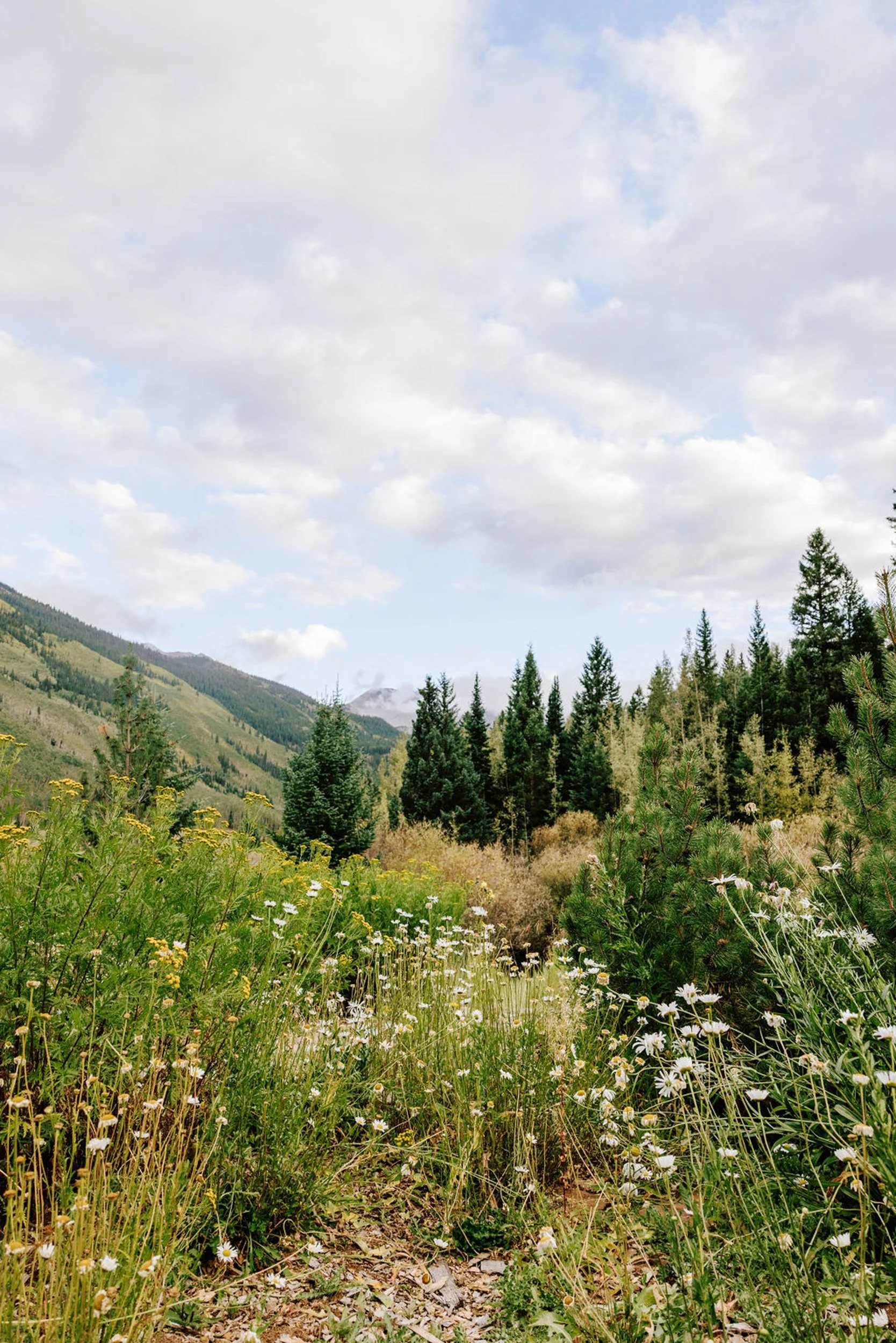 Ashcroft valley summer meadow with wildflowers, pine trees, and mountain views near Pine Creek Cookhouse wedding venue in Aspen Colorado