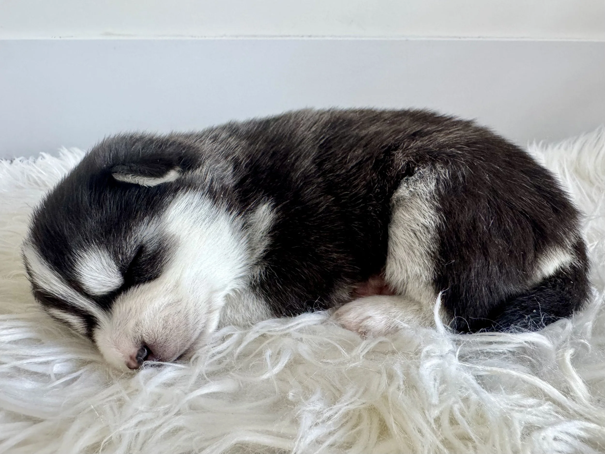 white male pomsky puppy named Ivy sits on a cushion for portrait photo - photos by west bay pomsky