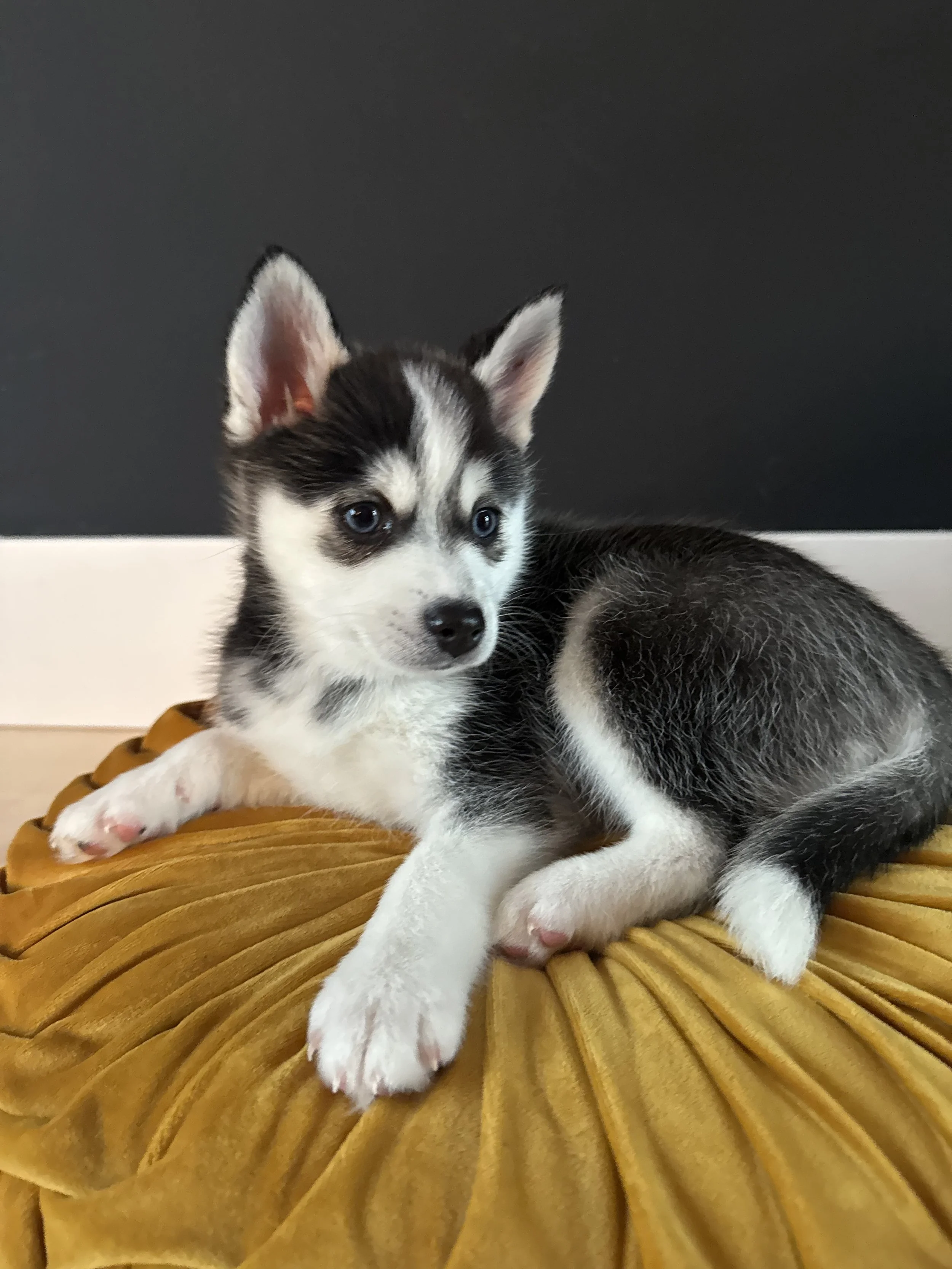 black female pomsky puppy named Birch sits on a gold cushion and turns her head during her portrait photo shoot- west bay pomsky