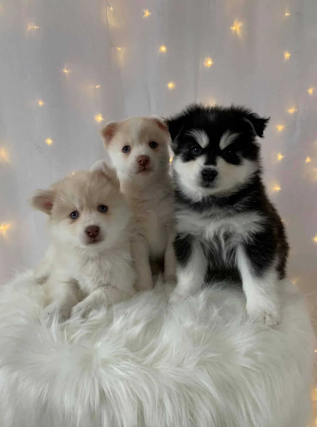 Pomsky Howl About Pomskies | Traits, Personality, Behavior, Appearance, and Care ...