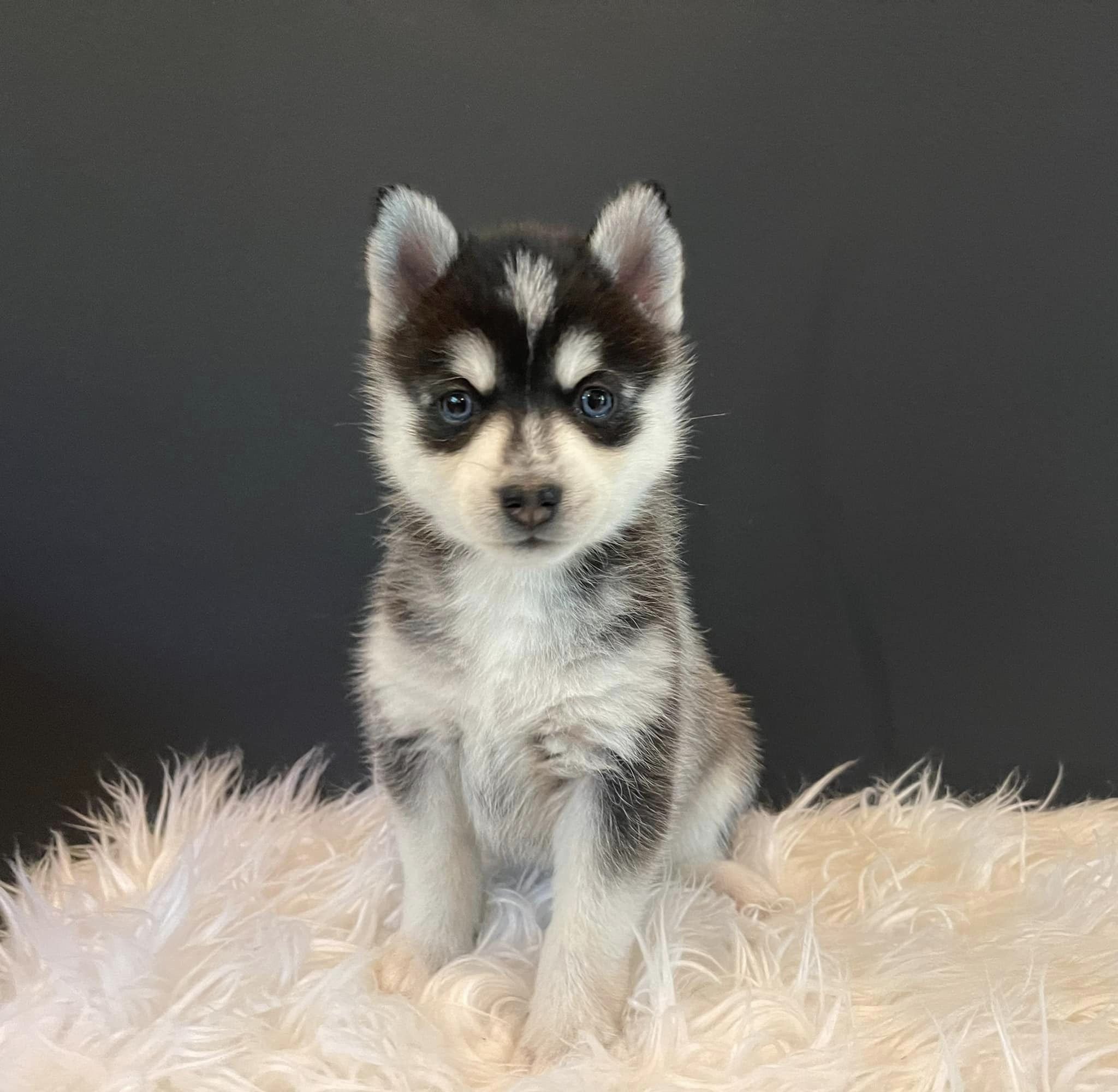 Are Pomskies Good for First Time Owners: Ideal Match?