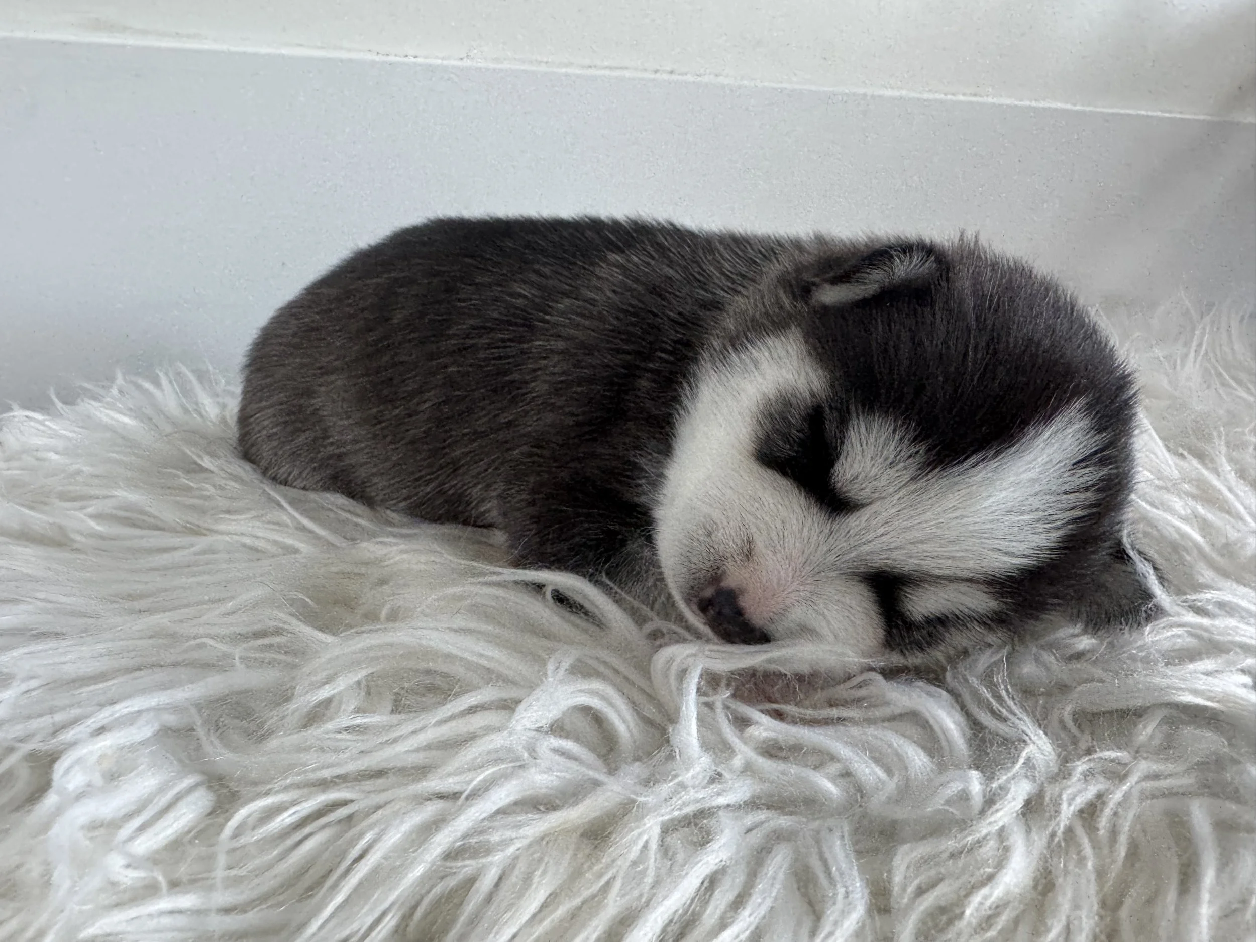 black female pomsky puppy named Birch sits on a gold cushion and turns her head during her portrait photo shoot- west bay pomsky